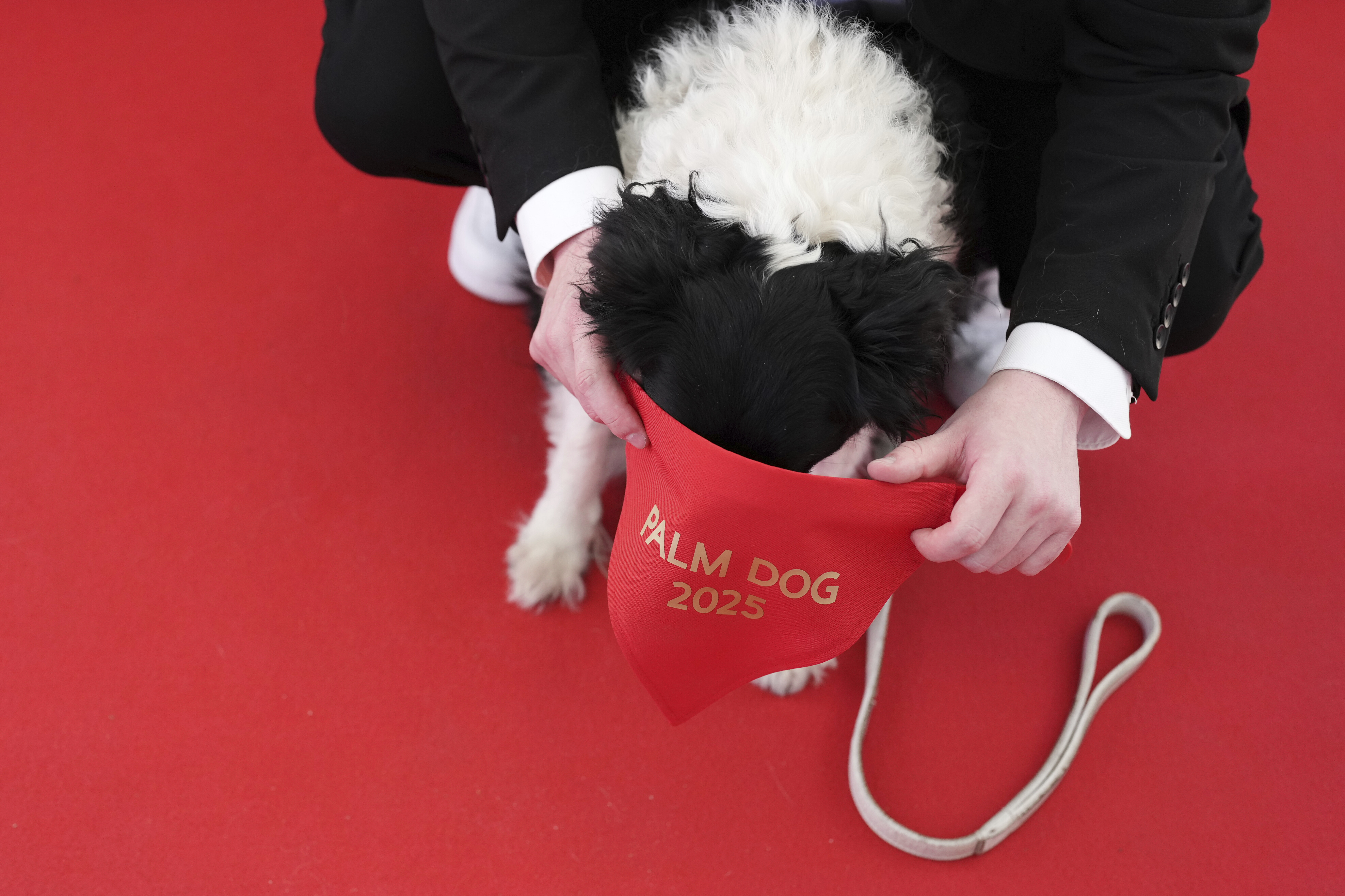 Perle receives the Palm Dog award on behalf of Panda, who could not attend, during the Palm Dog award ceremony at the 78th international film festival in Cannes, southern France, Friday, May 23, 2025. (AP Photo/Natacha Pisarenko)