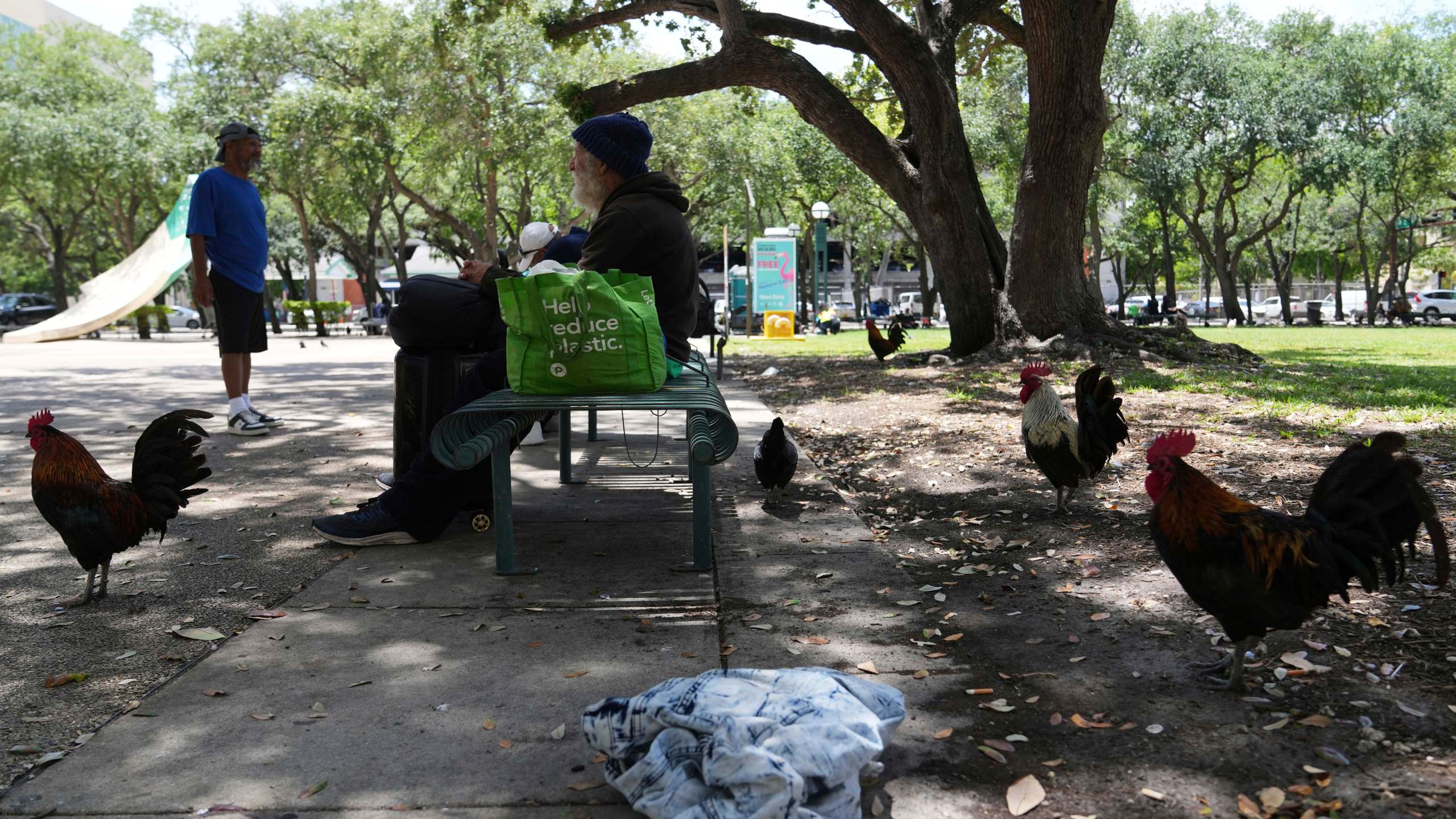 Roosters walk in a park outside of the Stephen P. Clark Government Center in downtown Miami, Wednesday, May 7, 2025, in Miami. (AP Photo/Lynne Sladky)