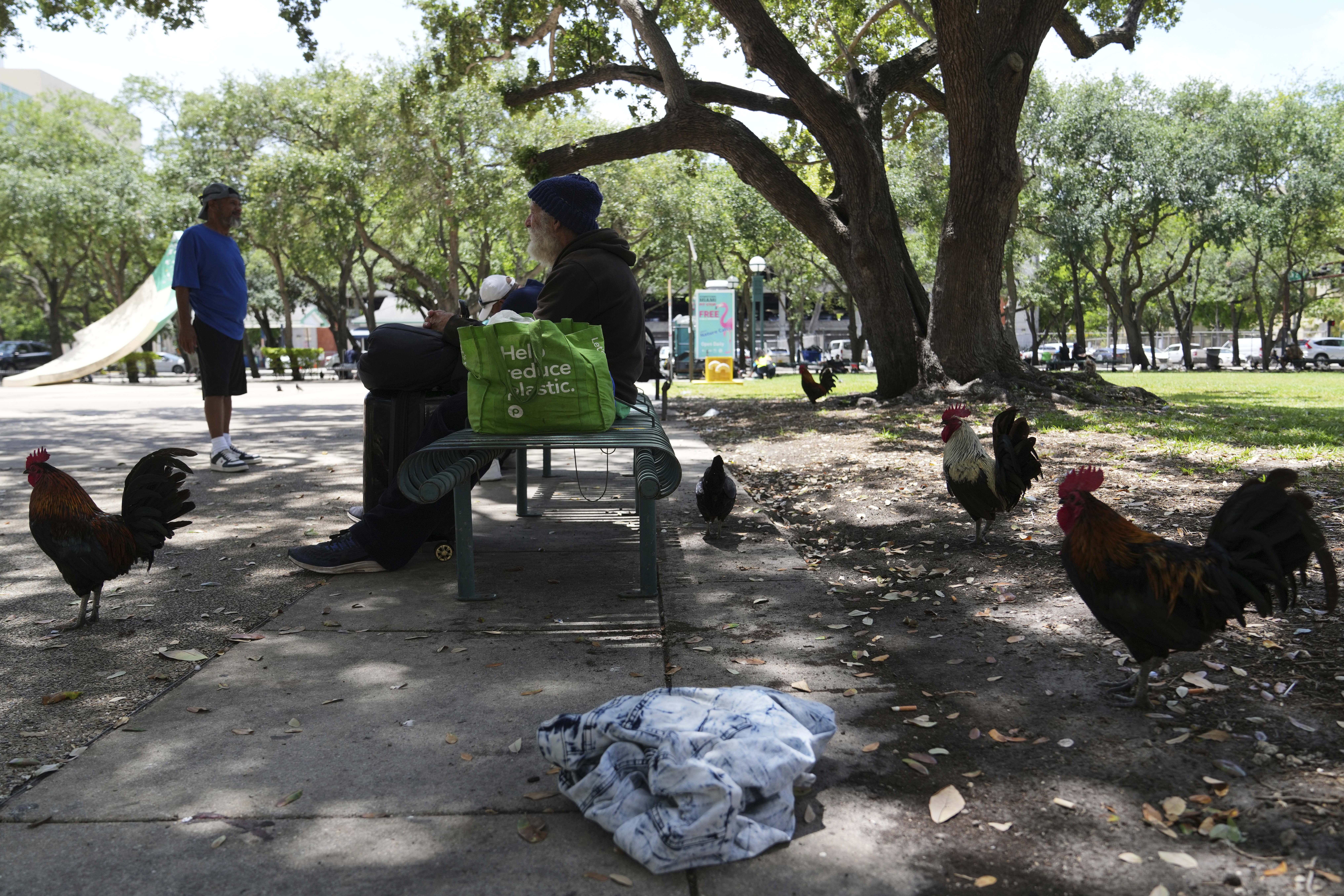 Roosters walk in a park outside of the Stephen P. Clark Government Center in downtown Miami, Wednesday, May 7, 2025, in Miami. (AP Photo/Lynne Sladky)
