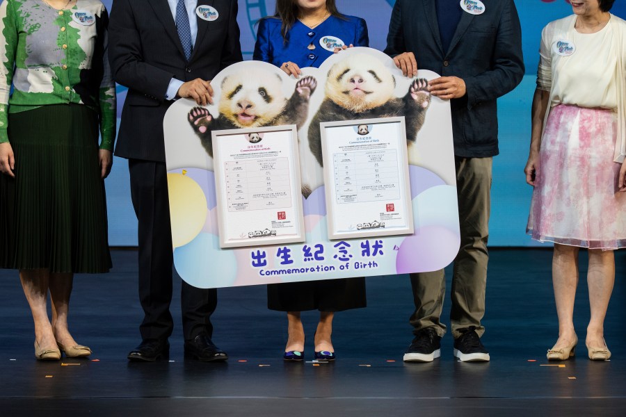 Guests hold a birth certificate of the Hong Kong-born giant panda twin cubs Jia Jia and De De during the naming ceremony in Hong Kong, Tuesday, May 27, 2025. (AP Photo/Chan Long Hei)
