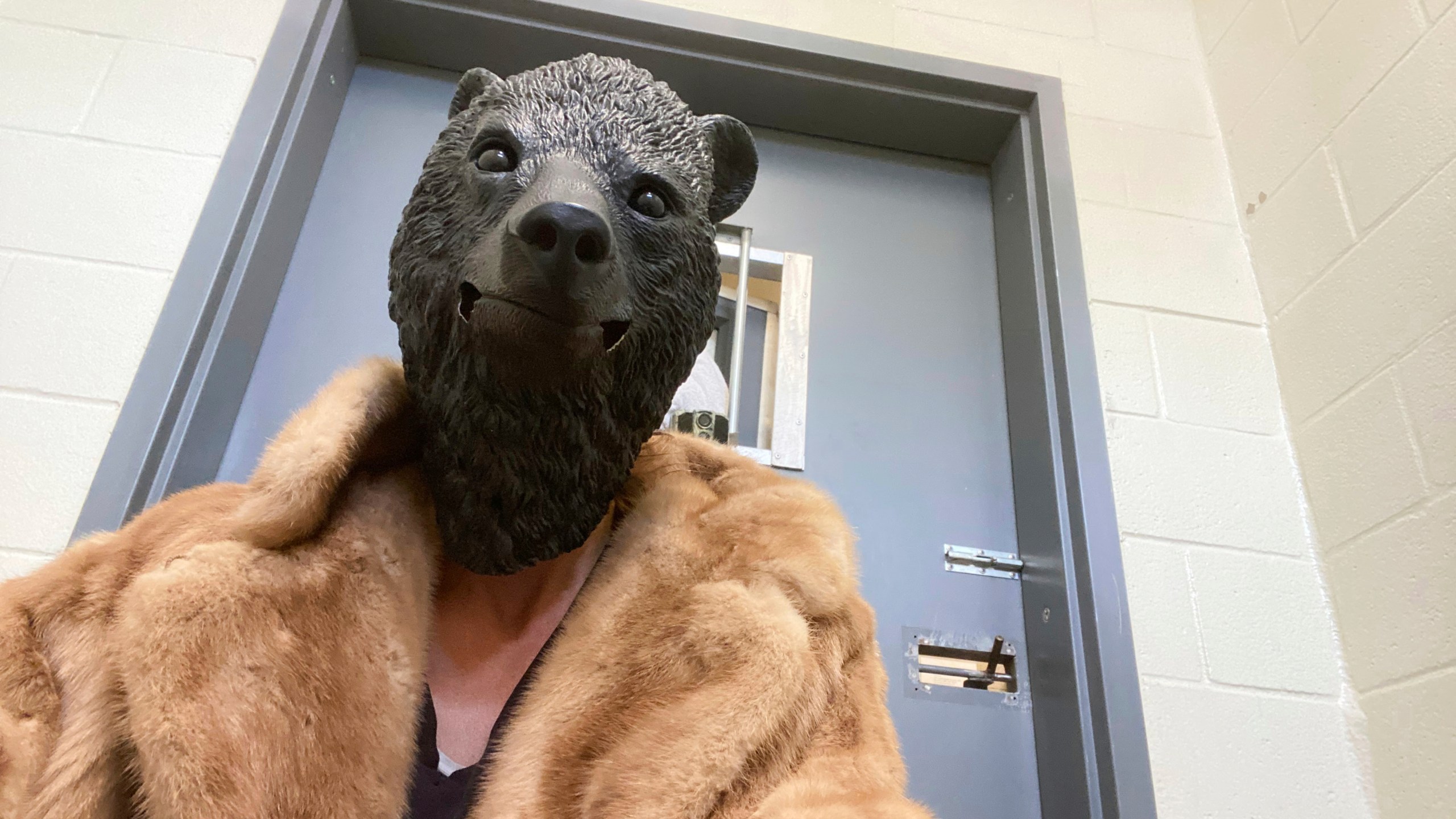In this photo provided by San Diego Humane Society, a San Diego Humane Society employee wears a mask before interacting with a bear cub, which was found alone in Los Padres National Forest, at the San Diego Human Society Ramona Wildlife Center on Wednesday, April 23, 2025, in Ramona, Calif. (San Diego Humane Society via AP)