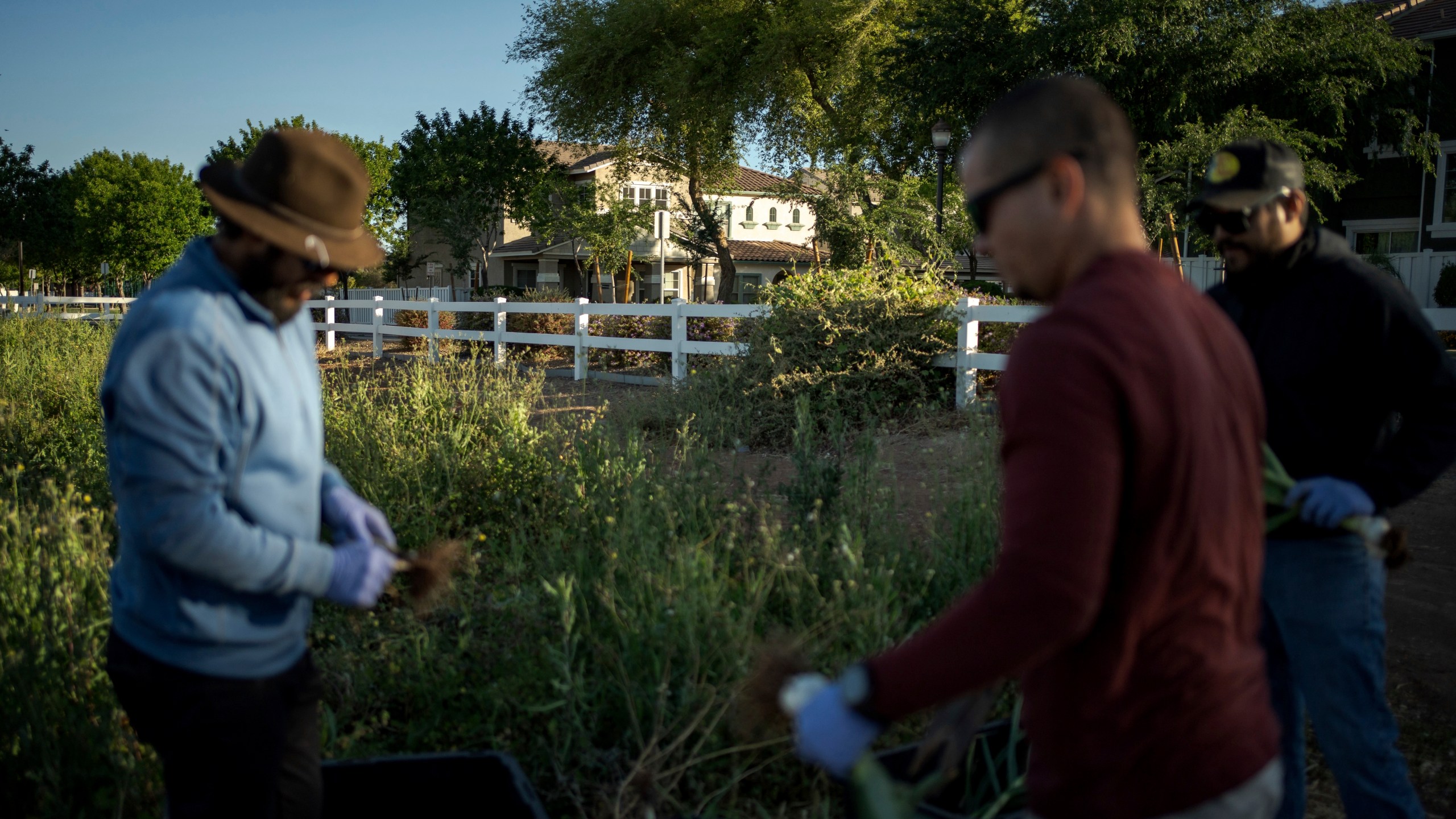 At Agritopia, a community nestled around a plot of agricultural land, residential homes are intentionally close to the farm, April 22, 2025, in Gilbert, Ariz. (AP Photo/Annika Hammerschlag)