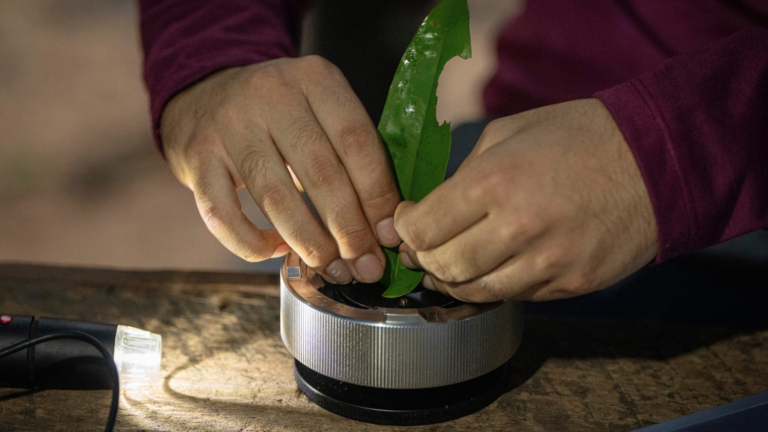 Researcher Joao Paulo analyzes humidity of a tree's leaves as part of the Esecaflor project in the Caxiuana National Forest, Para state, Brazil, Thursday, March 20, 2025. (AP Photo/Jorge Saenz)
