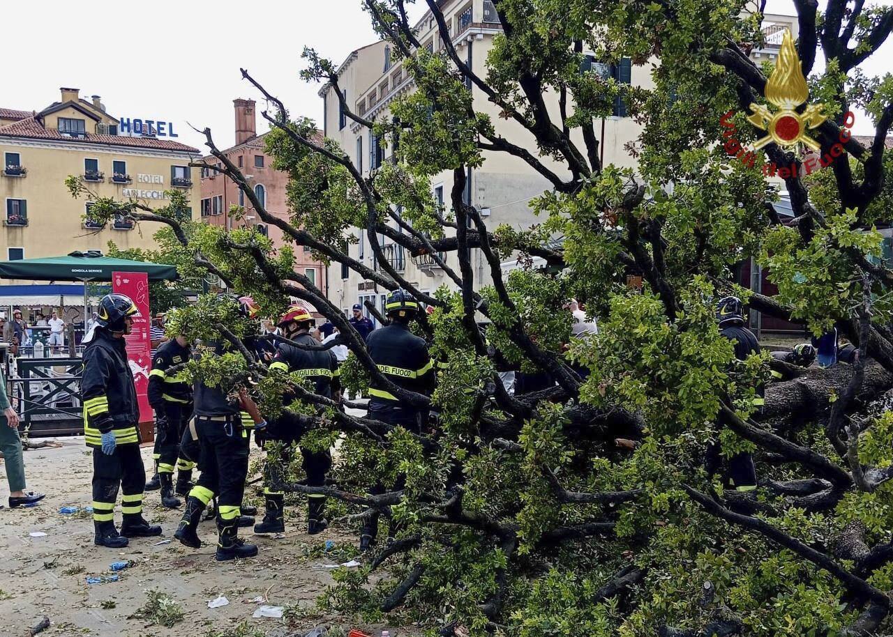 Firefighters work at the scene where a 50-year-old tree fell, injuring foreign tourists and others who were standing in its shade, next to a bus stop in Venice, Italy, Monday, June 2, 2025. (Filippo Attili/Vigili Del Fuoco via AP)