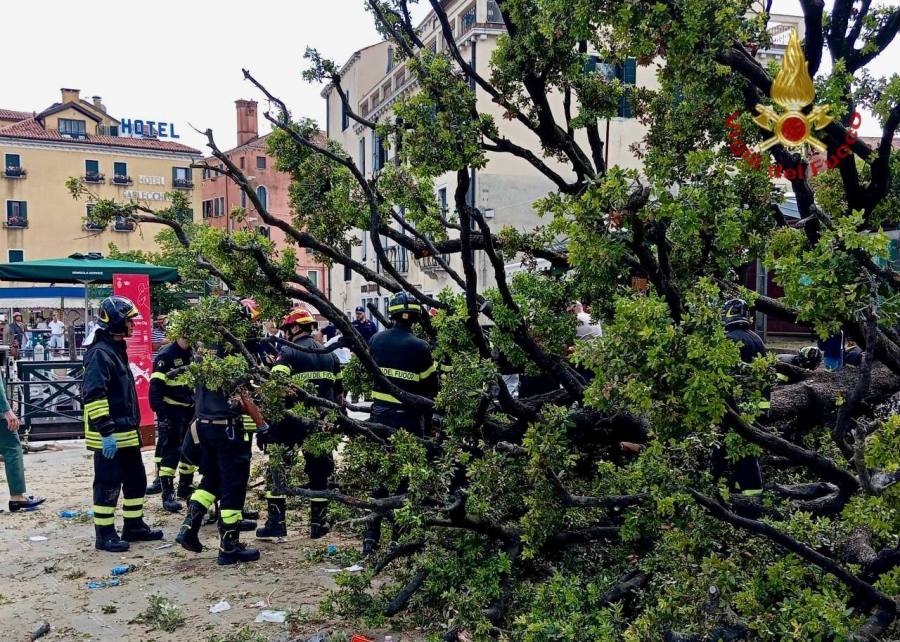 Firefighters work at the scene where a 50-year-old tree fell, injuring foreign tourists and others who were standing in its shade, next to a bus stop in Venice, Italy, Monday, June 2, 2025. (Filippo Attili/Vigili Del Fuoco via AP)