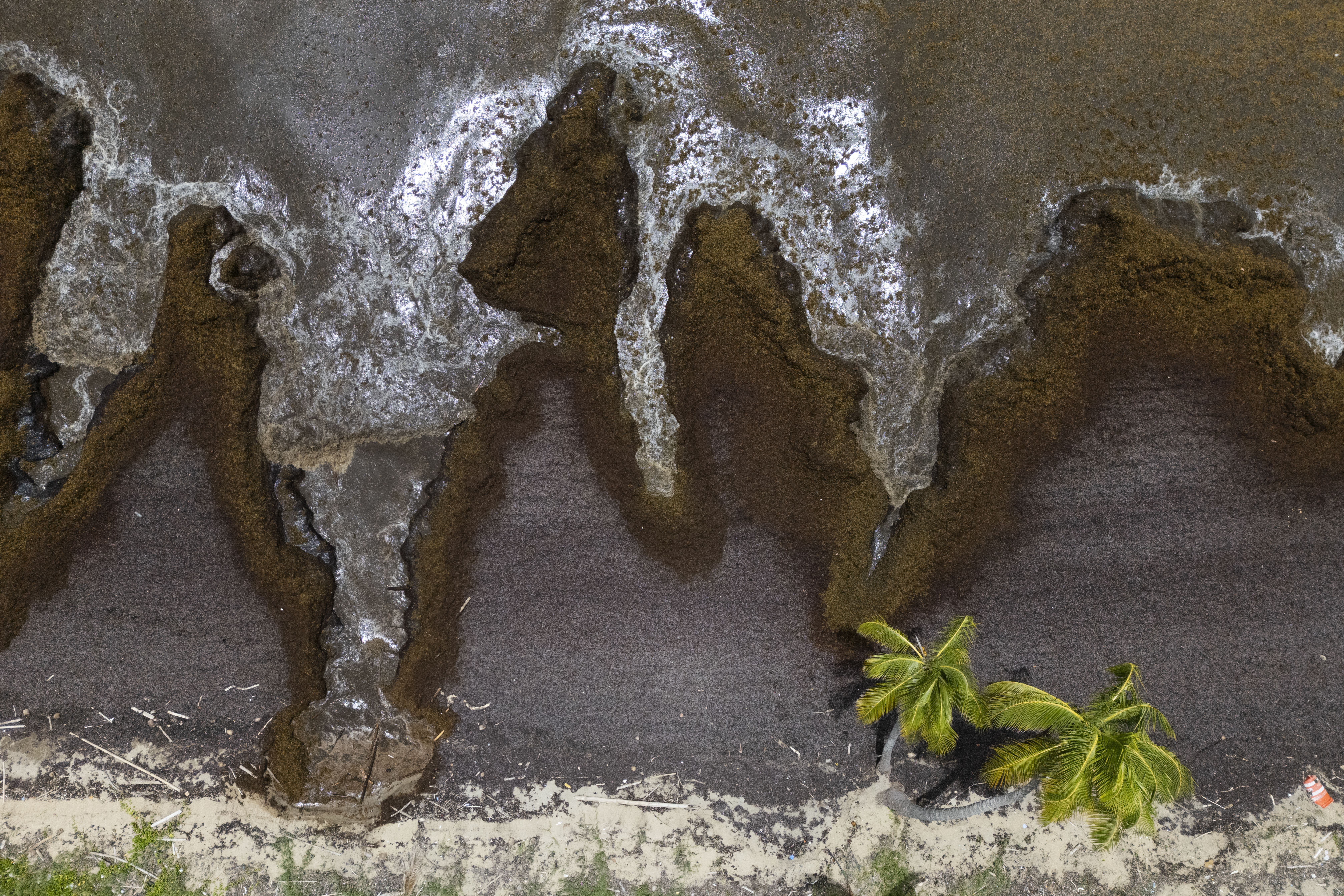Sargassum covers the coast of Playa Lucía, Yabucoa, Puerto Rico, Monday, June 2, 2025. (AP Photo/Alejandro Granadillo)