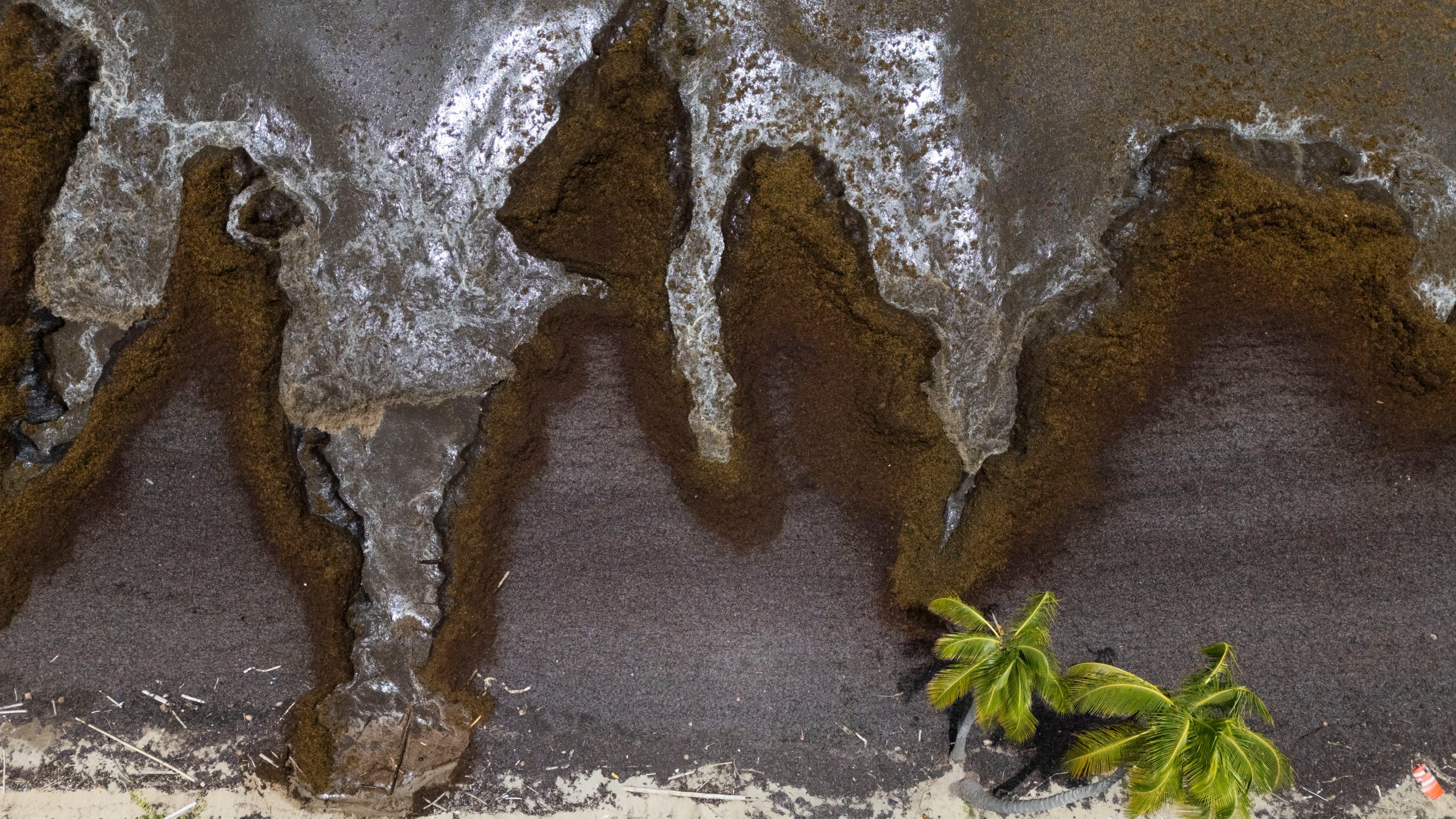 Sargassum covers the coast of Playa Lucía, Yabucoa, Puerto Rico, Monday, June 2, 2025. (AP Photo/Alejandro Granadillo)
