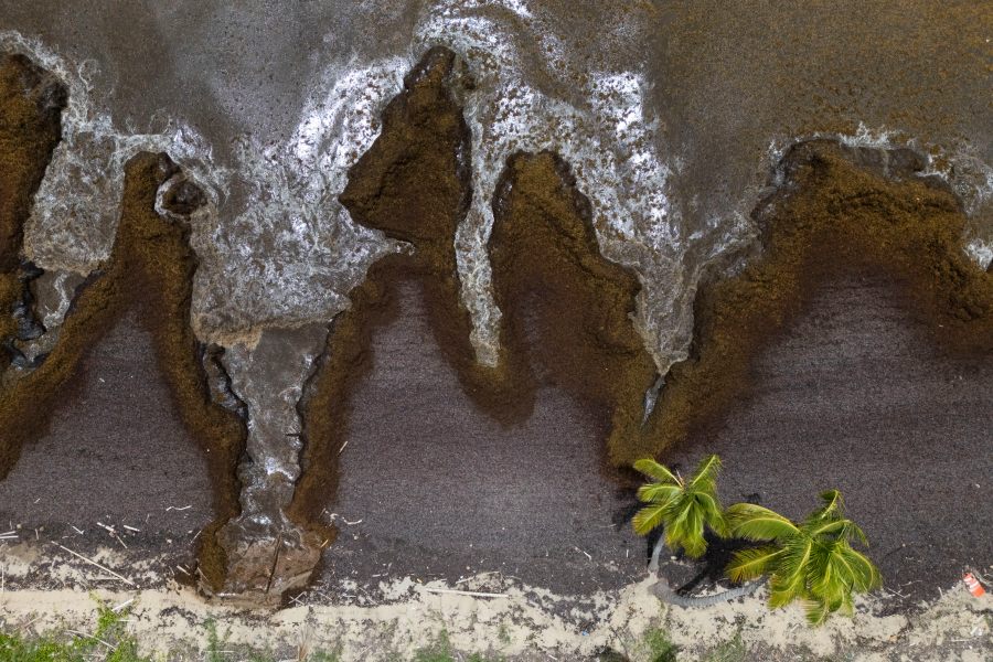 Sargassum covers the coast of Playa Lucía, Yabucoa, Puerto Rico, Monday, June 2, 2025. (AP Photo/Alejandro Granadillo)