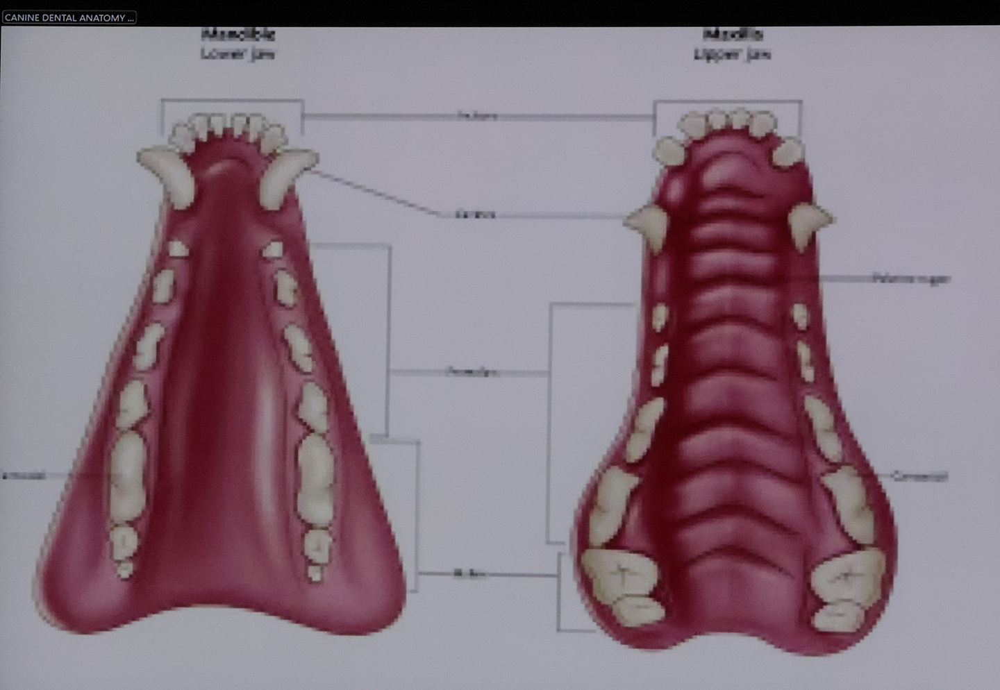 During testimony by forensic pathologist Dr. Marie Russell, a chart of canine dental anatomy, is projected by the defense, during the murder retrial of Karen Read in Norfolk Superior Court, Monday June 2, 2025, in Dedham, Mass. (Pat Greenhouse/The Boston Globe via AP, Pool)