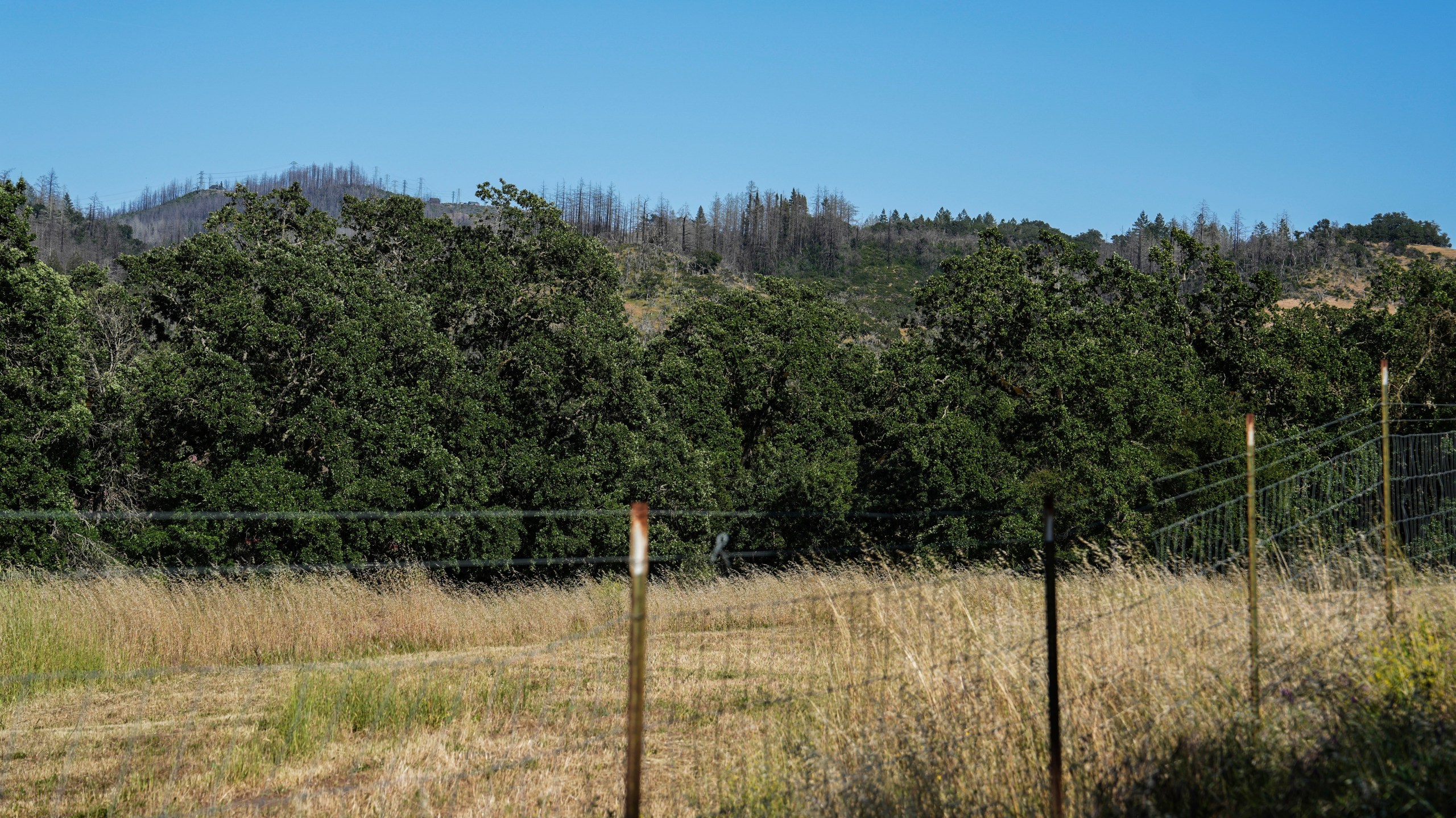 Burn scars from the 2017 Tubbs Fire, visible on the trees without leaves, stand along a ridge Tuesday, May 27, 2025, in Calistoga, Calif. (AP Photo/Annika Hammerschlag)