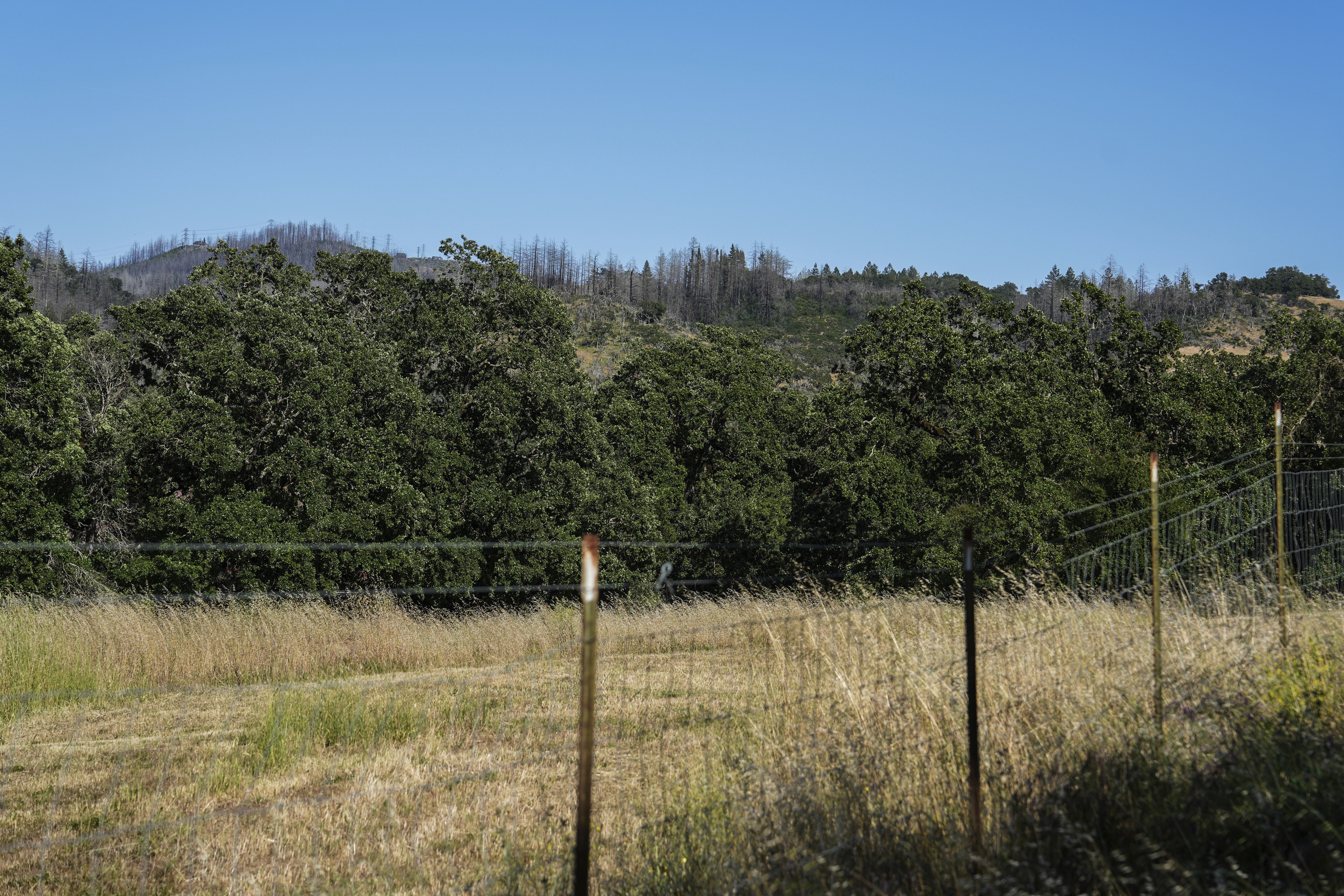 Burn scars from the 2017 Tubbs Fire, visible on the trees without leaves, stand along a ridge Tuesday, May 27, 2025, in Calistoga, Calif. (AP Photo/Annika Hammerschlag)