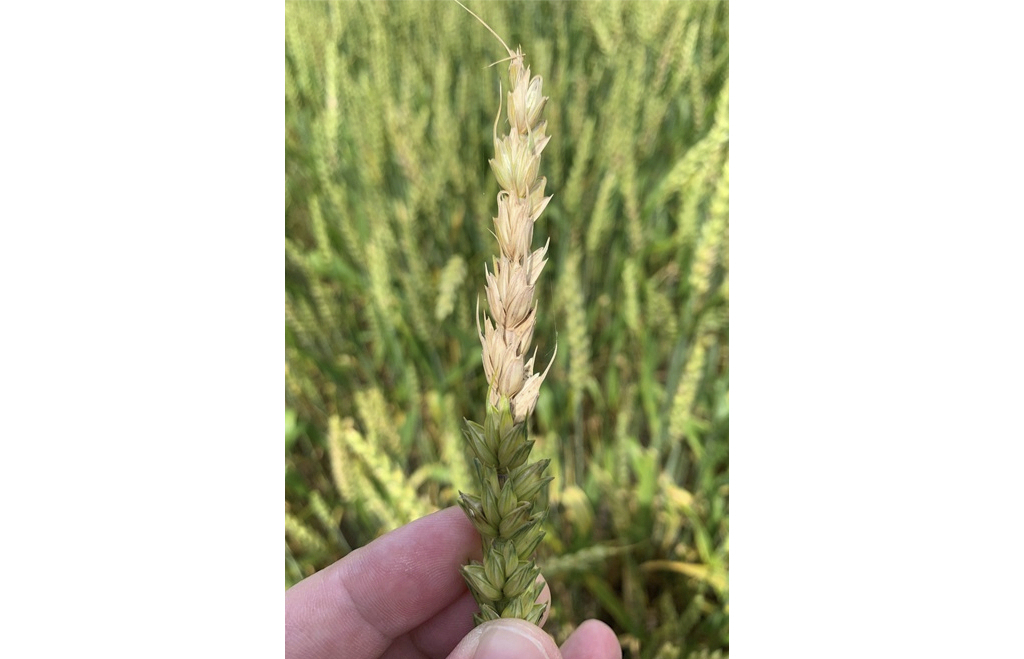 This photo published by the U.S. Department of Agriculture's Agricultural Research Service on May 29, 2025, shows the top half of a wheat head, which is infected with Fusarium head blight, a costly fungal disease that can diminish the grain yield and quality of wheat, barley and certain other cereal crops. (Mathew Helm/U.S. Department of Agriculture's Agricultural Research Service via AP)