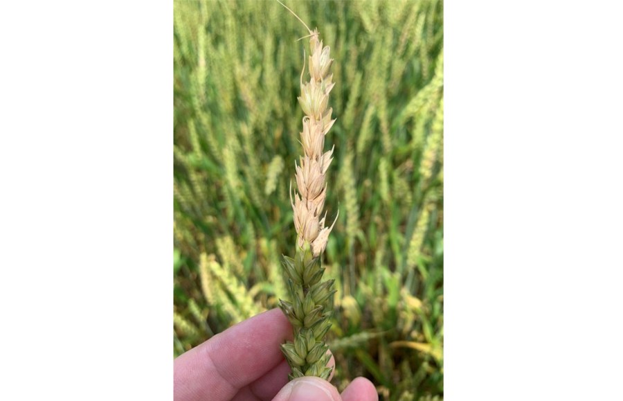 This photo published by the U.S. Department of Agriculture's Agricultural Research Service on May 29, 2025, shows the top half of a wheat head, which is infected with Fusarium head blight, a costly fungal disease that can diminish the grain yield and quality of wheat, barley and certain other cereal crops. (Mathew Helm/U.S. Department of Agriculture's Agricultural Research Service via AP)