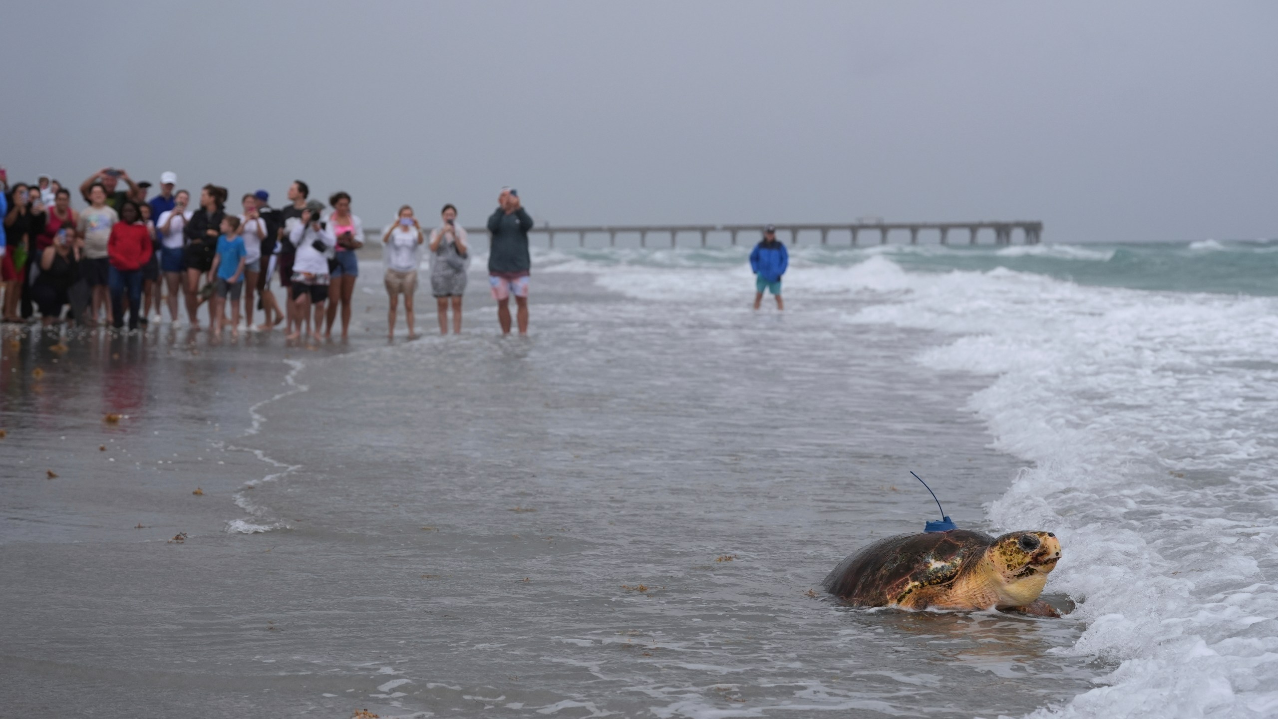 People look on as an adolescent loggerhead sea turtle named Dilly-Dally, whose front flipper was amputated after she was rescued in January suffering from predator wounds, crawls into the Atlantic Ocean after being released, on the beach in front of Loggerhead Marinelife Center in Juno Beach, Fla., Wednesday, June 4, 2025. (AP Photo/Rebecca Blackwell)