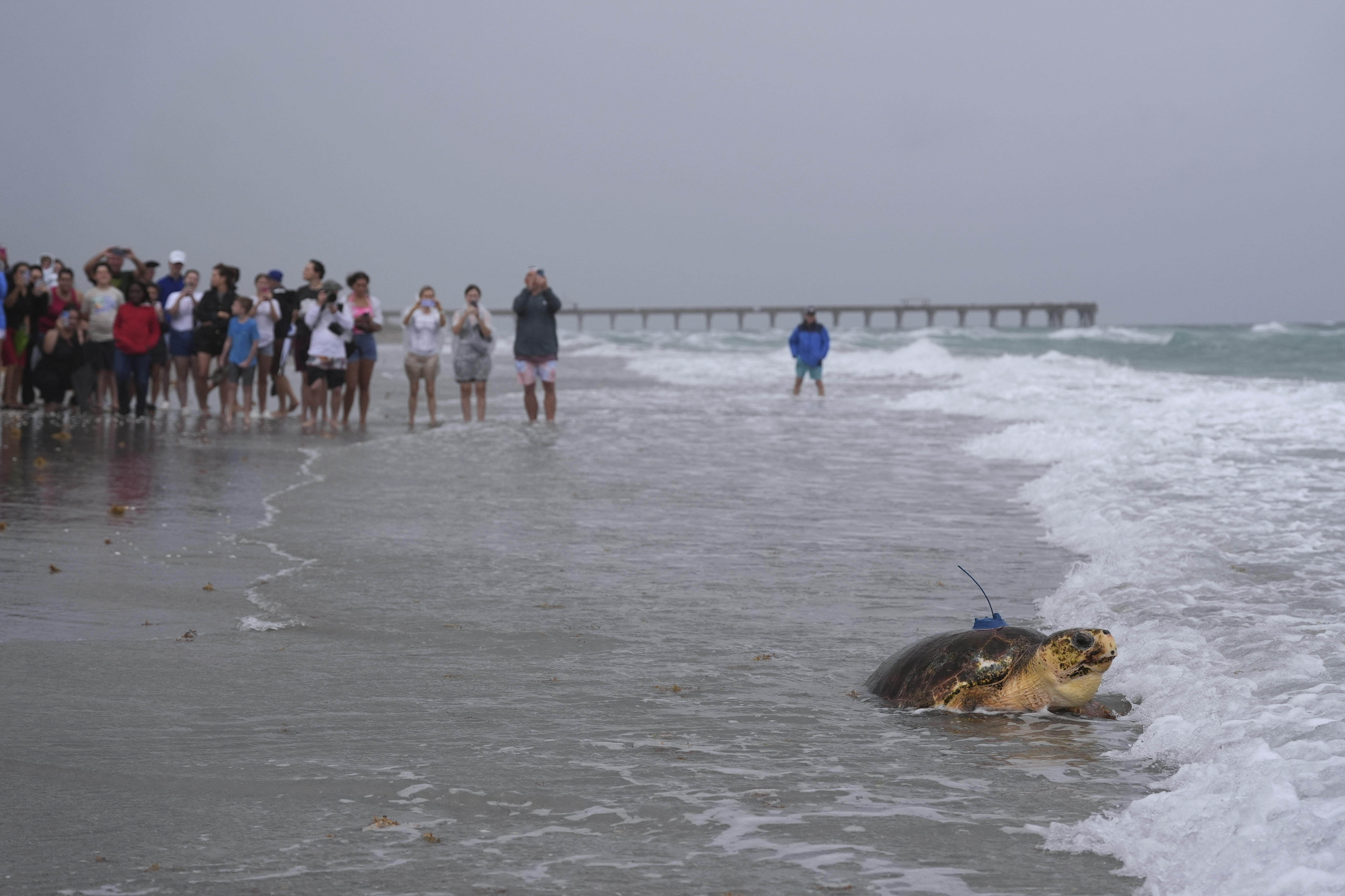 People look on as an adolescent loggerhead sea turtle named Dilly-Dally, whose front flipper was amputated after she was rescued in January suffering from predator wounds, crawls into the Atlantic Ocean after being released, on the beach in front of Loggerhead Marinelife Center in Juno Beach, Fla., Wednesday, June 4, 2025. (AP Photo/Rebecca Blackwell)