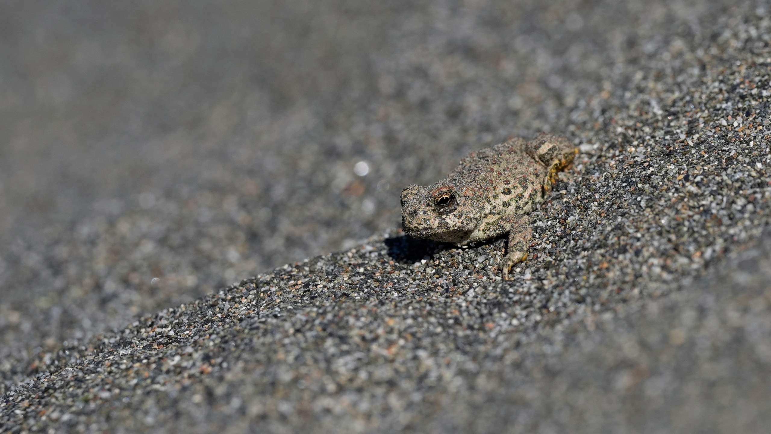 A western toad sits on the sand along the Klamath River, Thursday, Sept. 19, 2024, in Humboldt County, Calif. (AP Photo/Godofredo A. Vásquez)