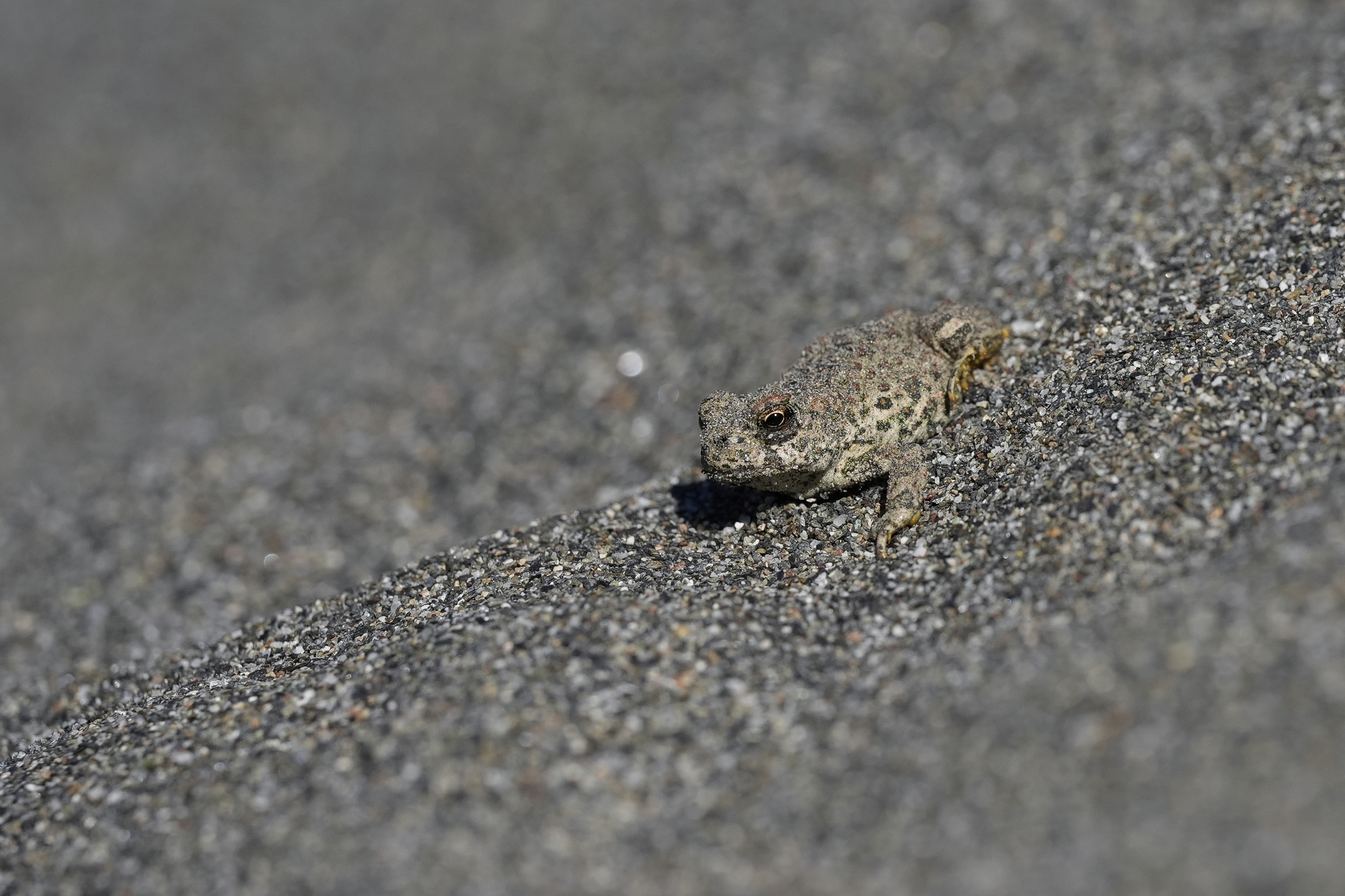 A western toad sits on the sand along the Klamath River, Thursday, Sept. 19, 2024, in Humboldt County, Calif. (AP Photo/Godofredo A. Vásquez)