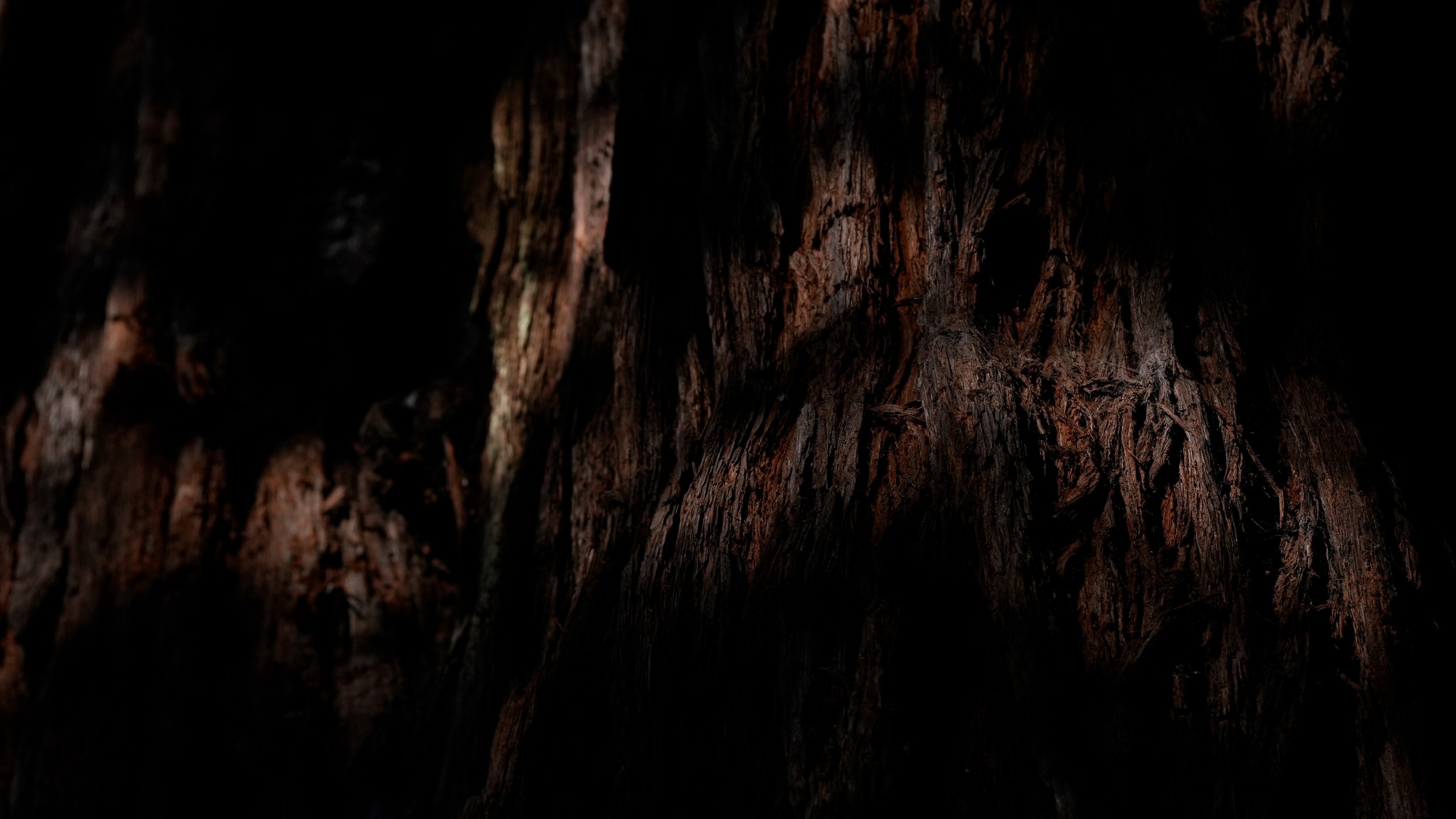 Sunlight highlights the bark on a tree located in land that will be returned to the Yurok Tribe, Thursday, Sept. 19, 2024, in Humboldt County, Calif. (AP Photo/Godofredo A. Vásquez)