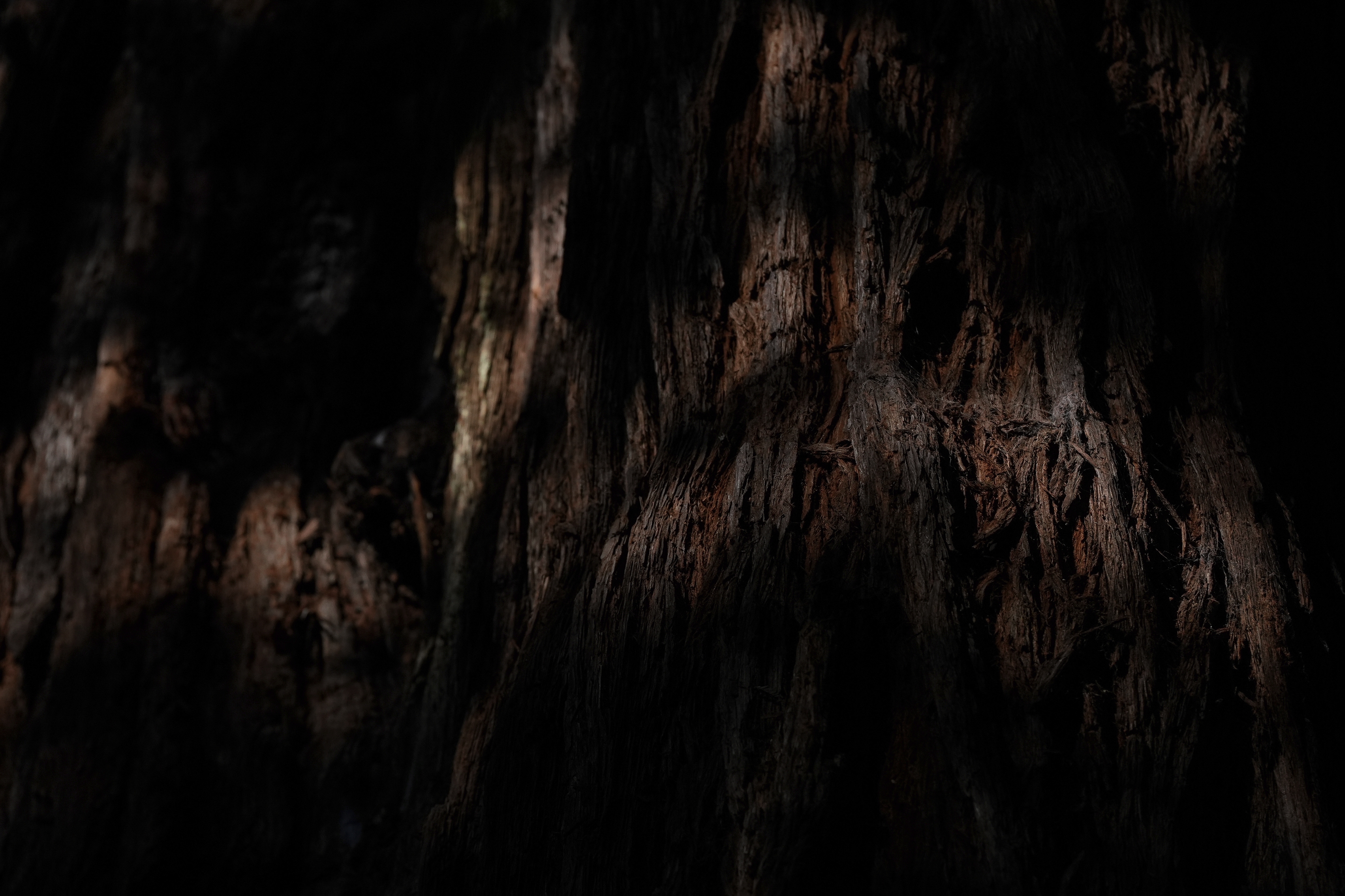 Sunlight highlights the bark on a tree located in land that will be returned to the Yurok Tribe, Thursday, Sept. 19, 2024, in Humboldt County, Calif. (AP Photo/Godofredo A. Vásquez)