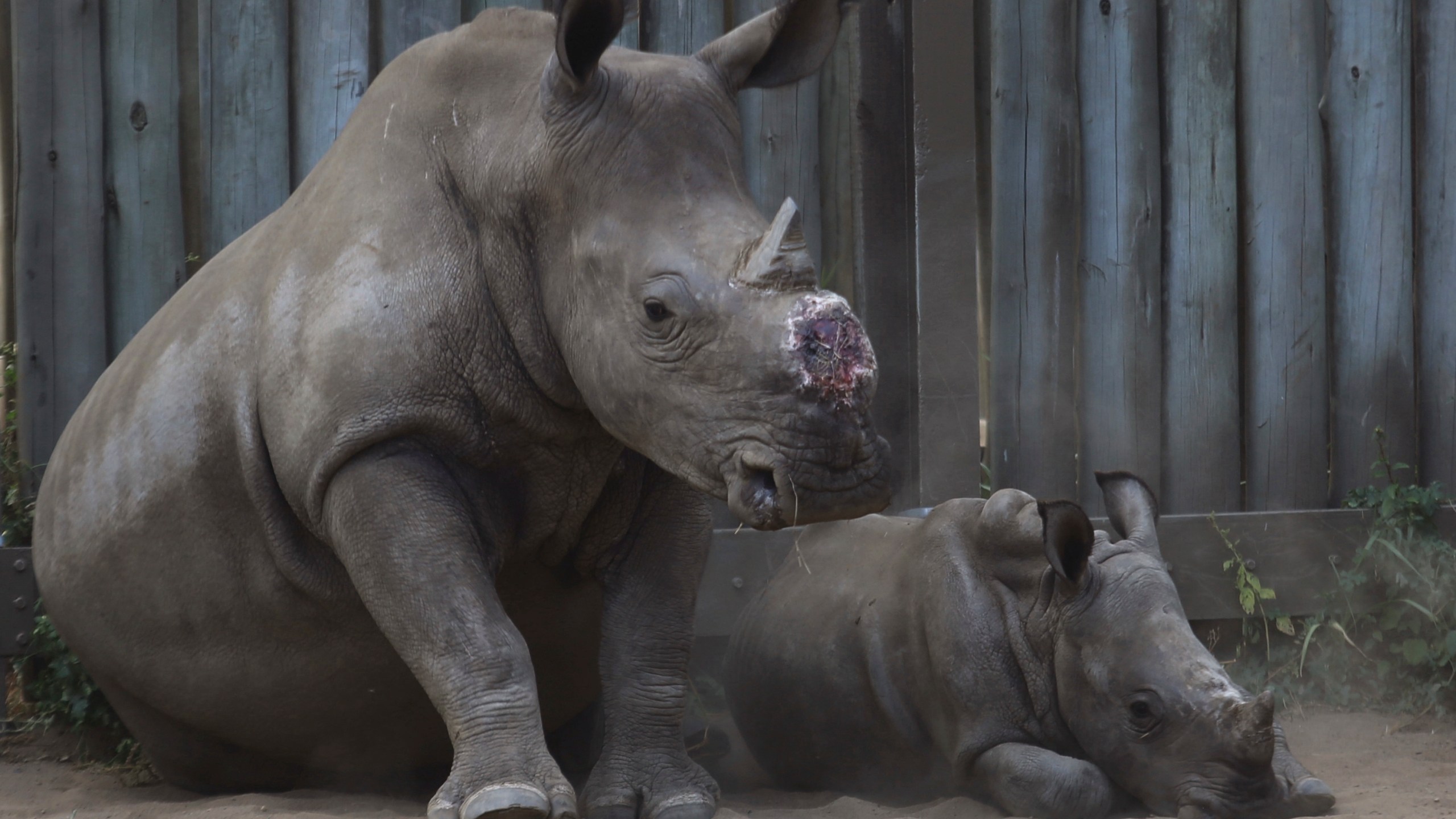 FILE -- In this file photo taken Feb. 15, 2016, a de-horned rhino and her calf rest in their corral at a rhino orphanage in the Hluhluwe-iMfolozi Game Reserve in the KwaZulu Natal province South Africa. (AP Photo/Denis Farrell-File)