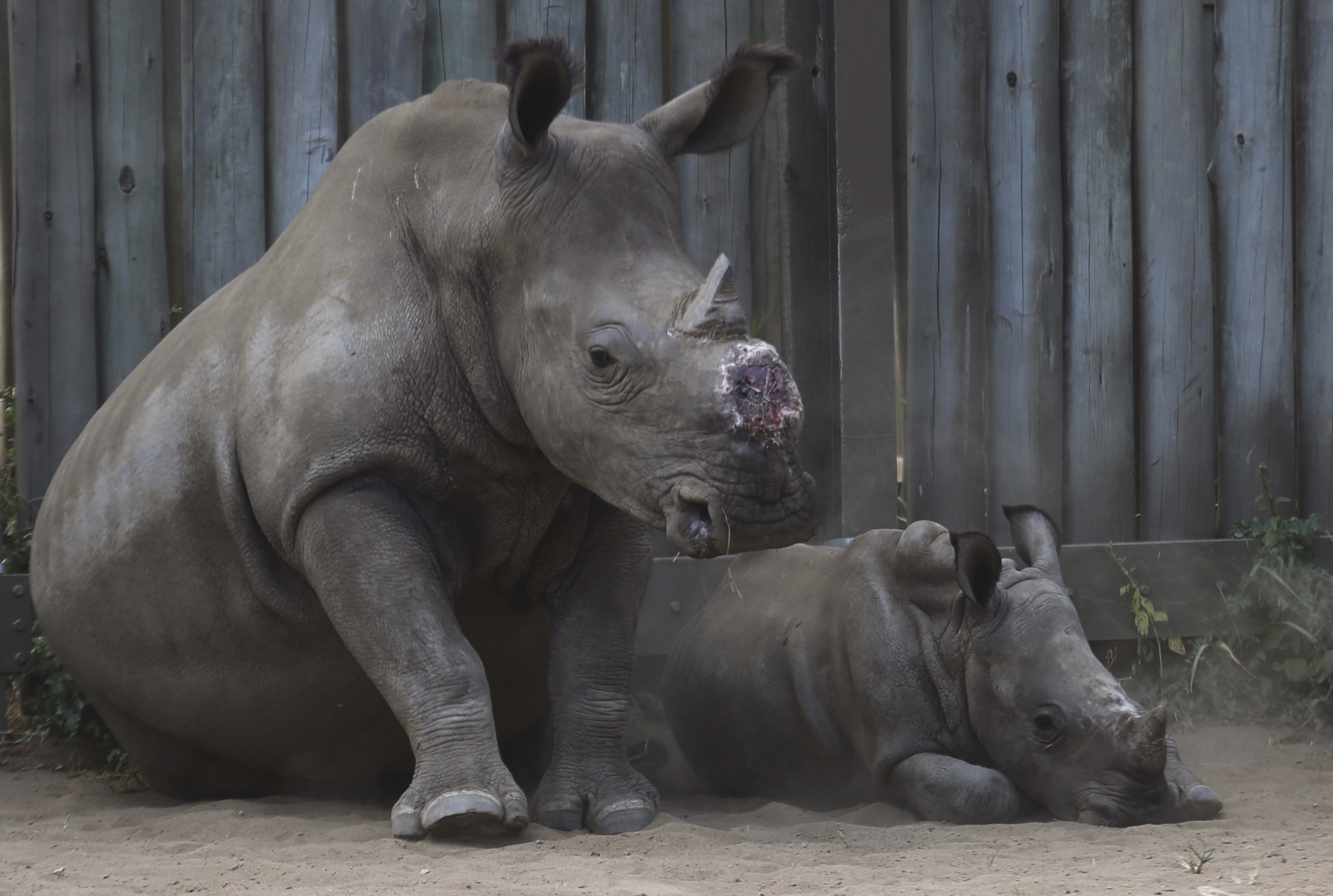 FILE -- In this file photo taken Feb. 15, 2016, a de-horned rhino and her calf rest in their corral at a rhino orphanage in the Hluhluwe-iMfolozi Game Reserve in the KwaZulu Natal province South Africa. (AP Photo/Denis Farrell-File)