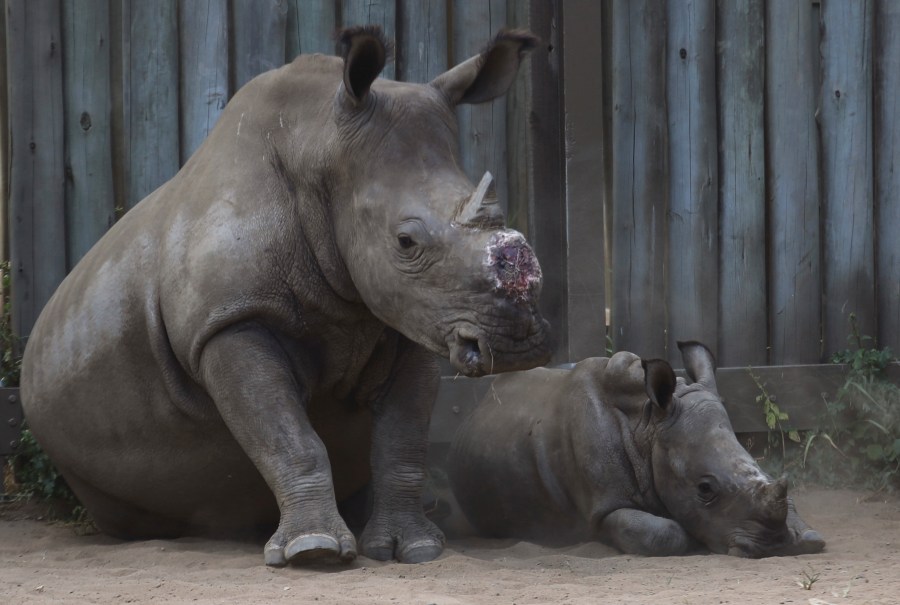 FILE -- In this file photo taken Feb. 15, 2016, a de-horned rhino and her calf rest in their corral at a rhino orphanage in the Hluhluwe-iMfolozi Game Reserve in the KwaZulu Natal province South Africa. (AP Photo/Denis Farrell-File)