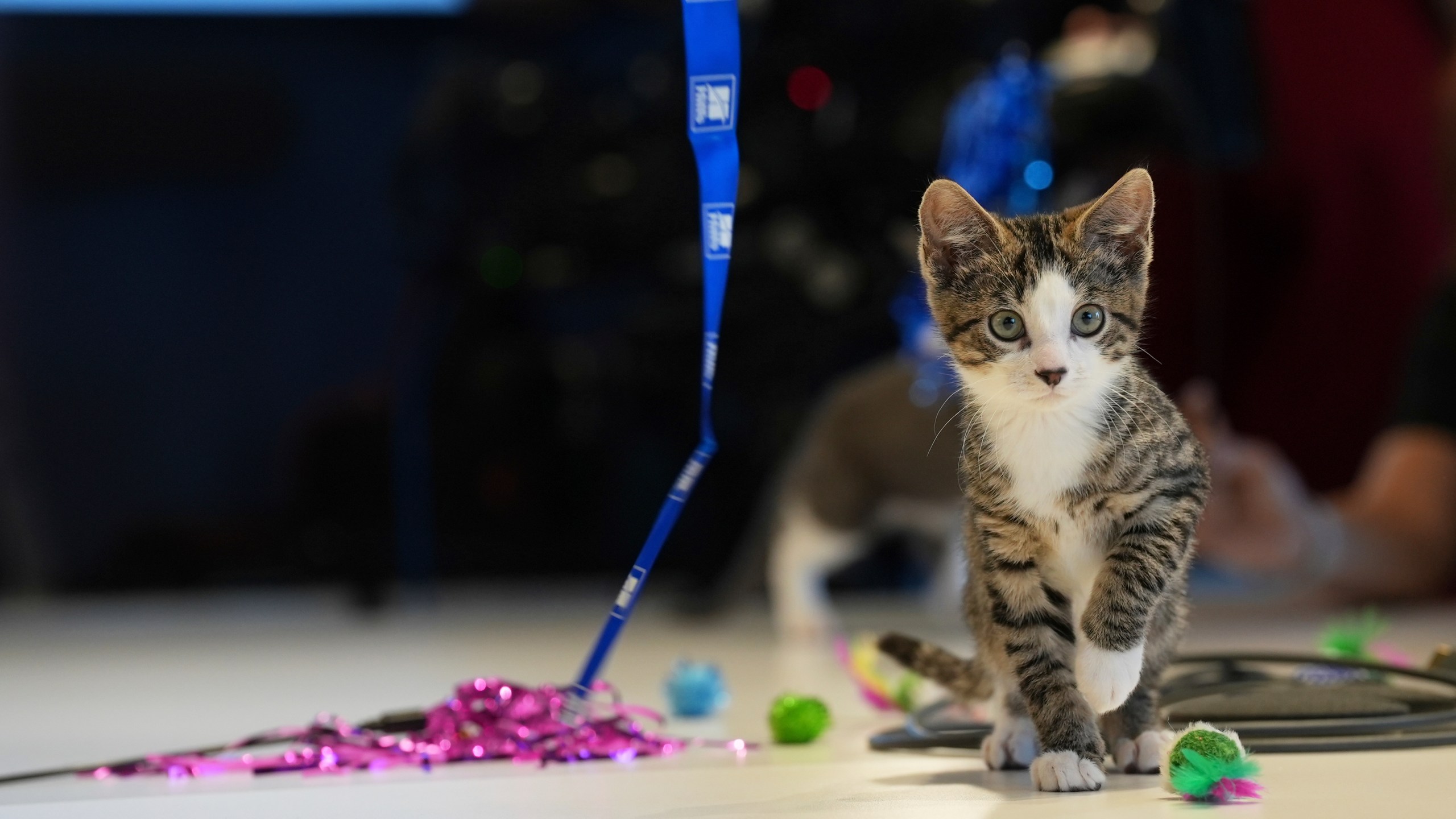 Meatball the kitten plays on Wednesday, June 4, 2025, at the Associated Press bureau in New York. (AP Photo/Mary Conlon)