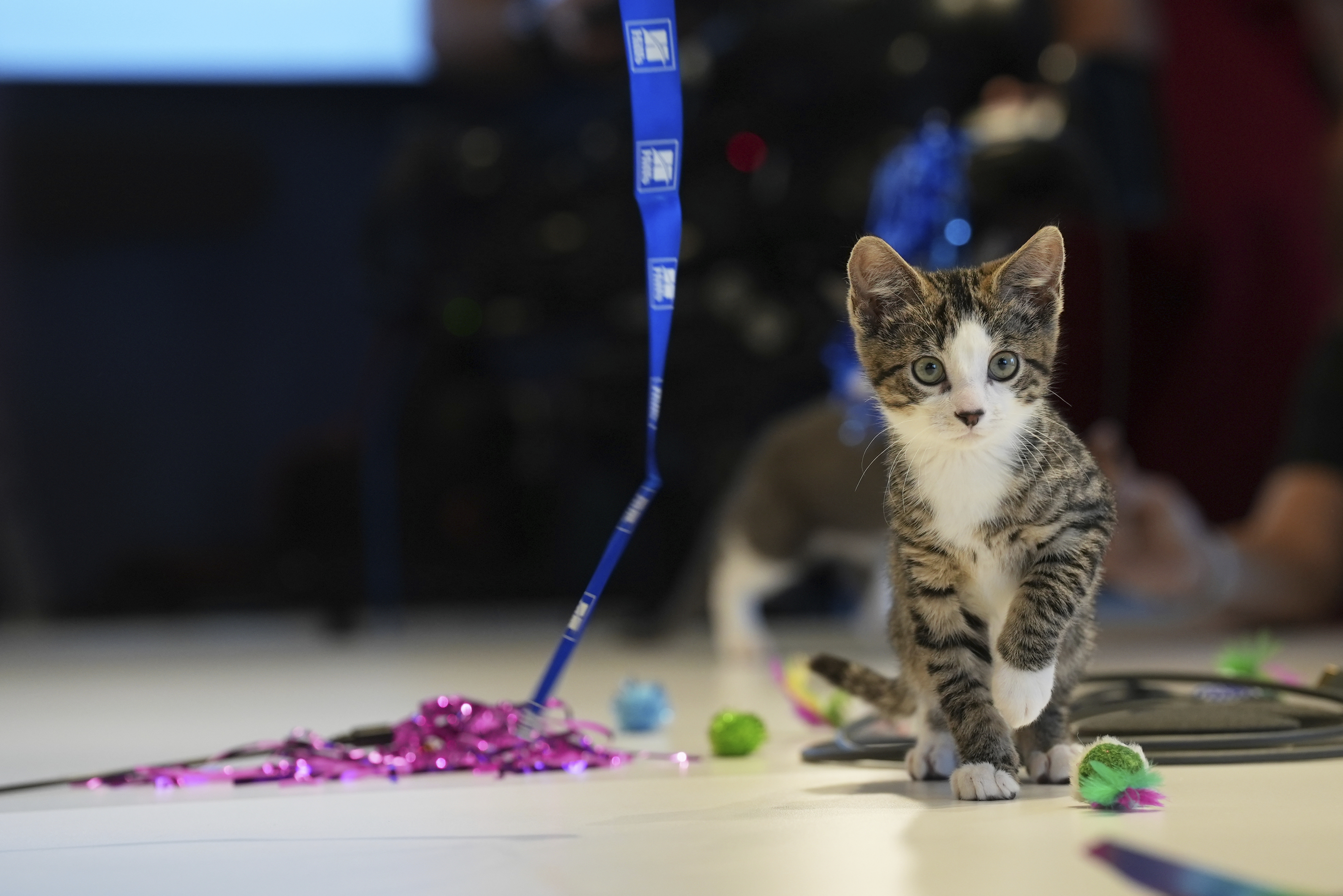 Meatball the kitten plays on Wednesday, June 4, 2025, at the Associated Press bureau in New York. (AP Photo/Mary Conlon)