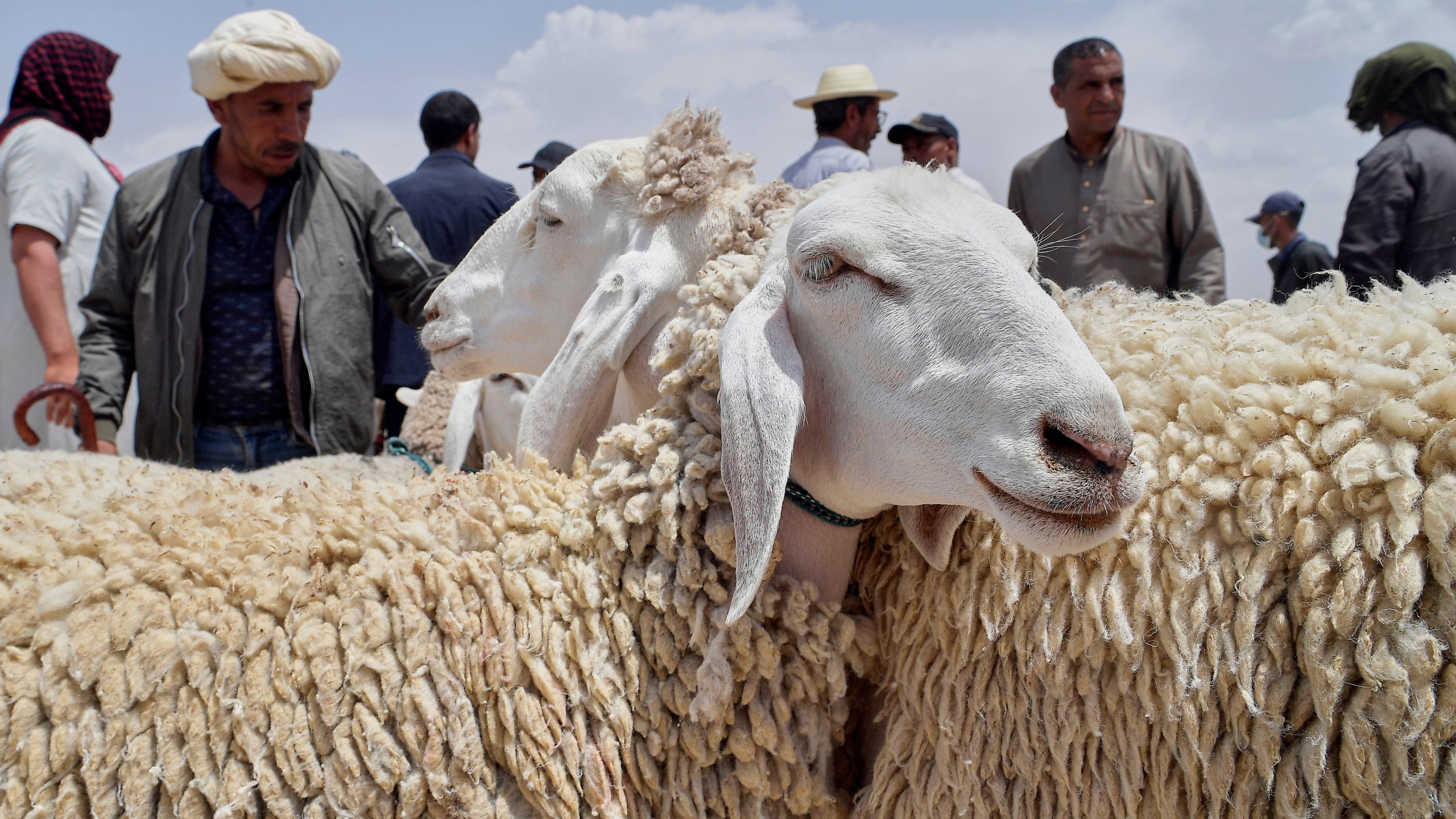People shop for sheep at a livestock market in Aïn Oussera, Algeria, Thursday, June 5, 2025, as muslims around the world celebrate Eid al-Adha by sacrificing animals to commemorate the prophet Ibrahim's faith in being willing to sacrifice his son. (AP Photo/Fateh Guidoum)