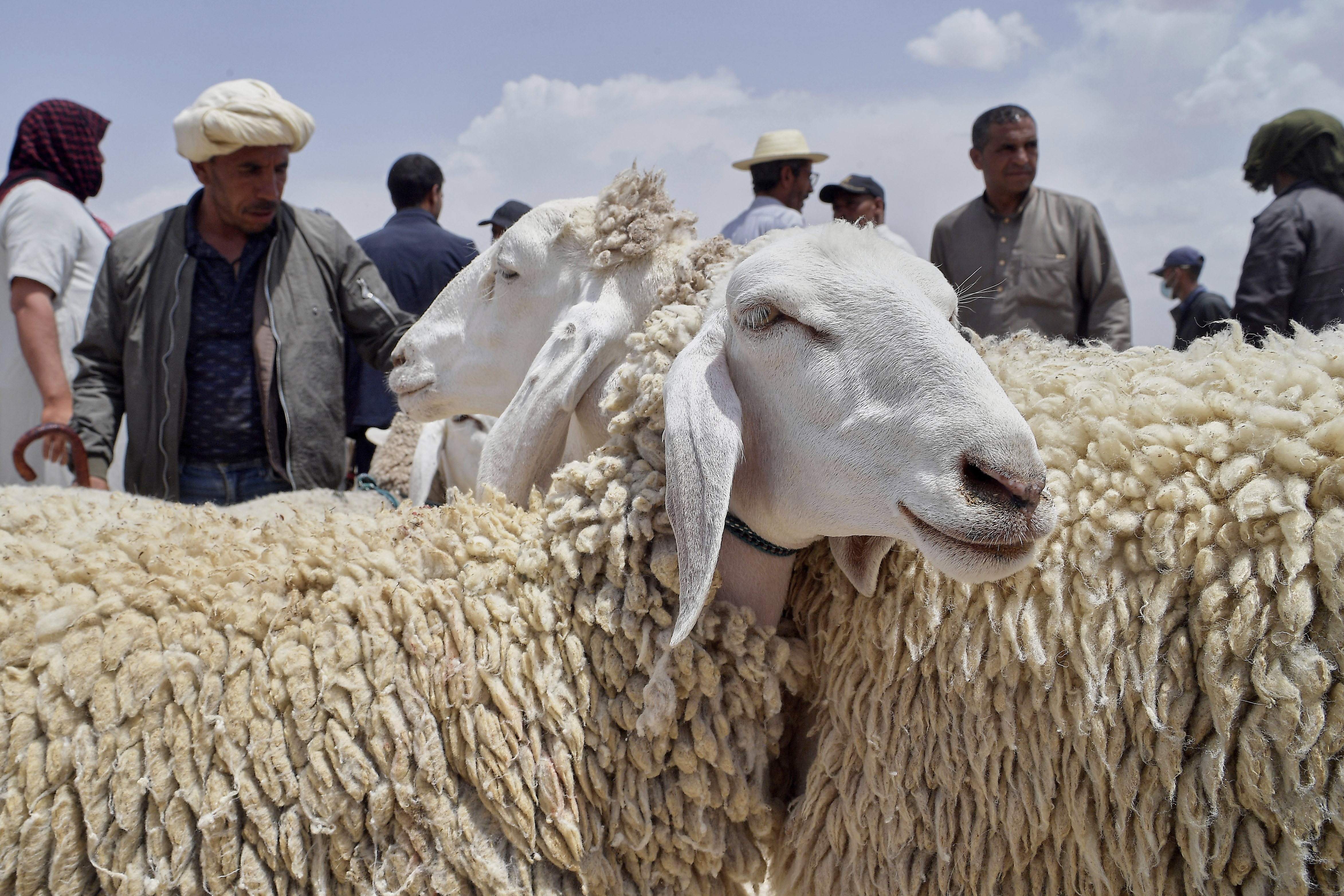 People shop for sheep at a livestock market in Aïn Oussera, Algeria, Thursday, June 5, 2025, as muslims around the world celebrate Eid al-Adha by sacrificing animals to commemorate the prophet Ibrahim's faith in being willing to sacrifice his son. (AP Photo/Fateh Guidoum)