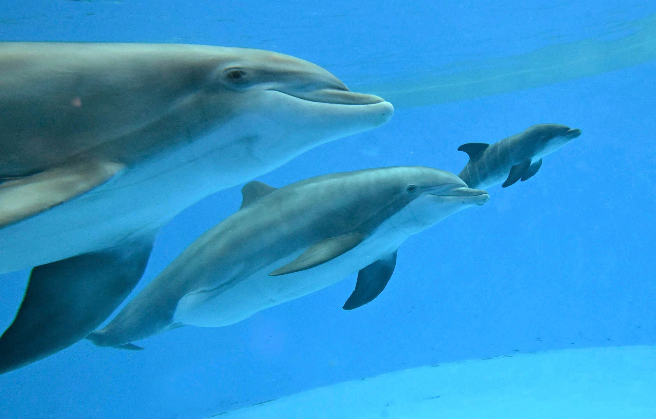 This photo provided by Brookfield Zoo Chicago, bottlenose dolphins "Allie" with "Tapeko" are joined by the newly born calf at the Brookfield Zoo Chicago on Saturday, June 7, 2025. (Brookfield Zoo Chicago via AP)