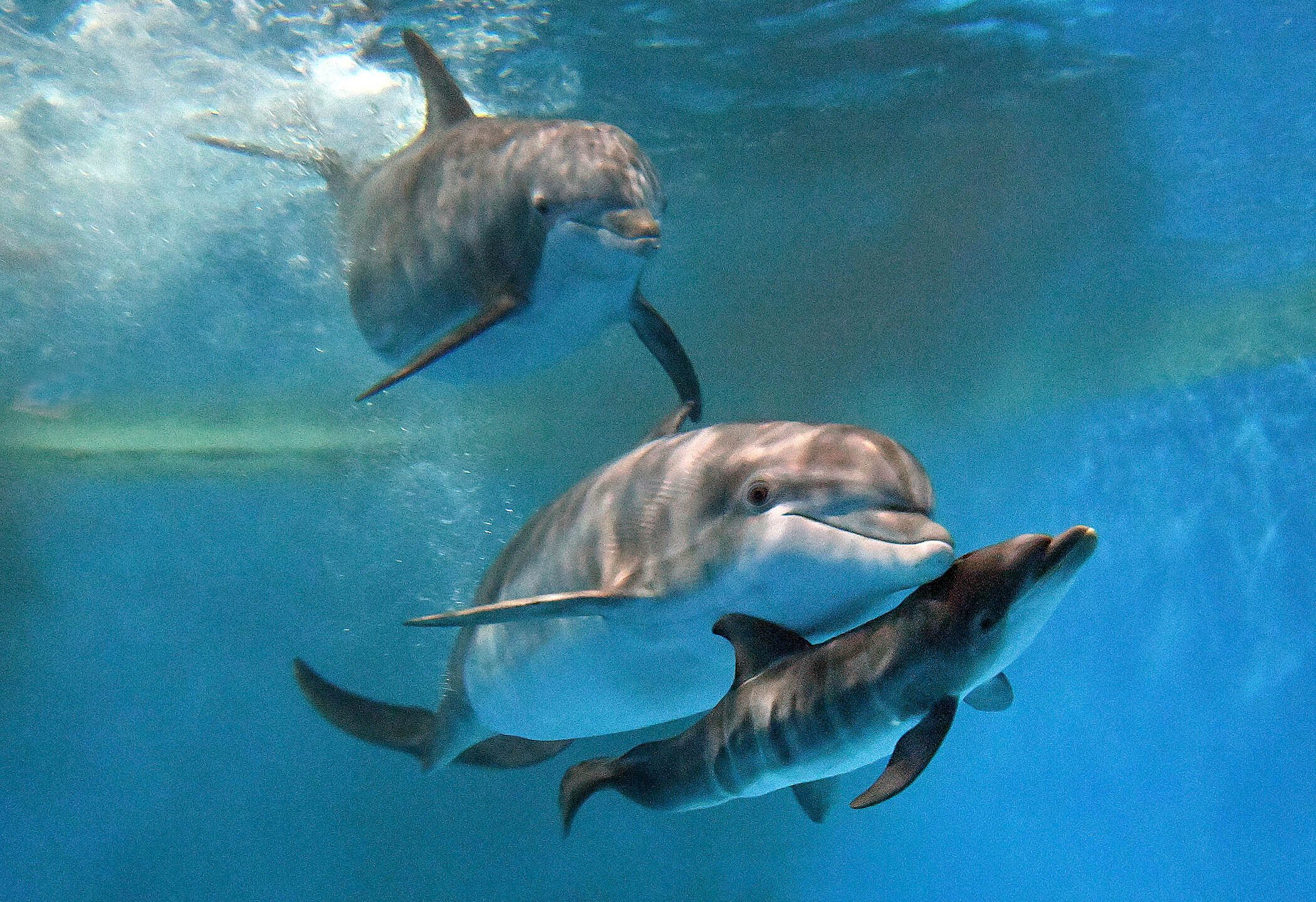 This photo provided by Brookfield Zoo Chicago, bottlenose dolphins "Allie" with "Tapeko" are joined by the newly born calf at the Brookfield Zoo Chicago on Saturday, June 7, 2025. (Brookfield Zoo Chicago via AP)