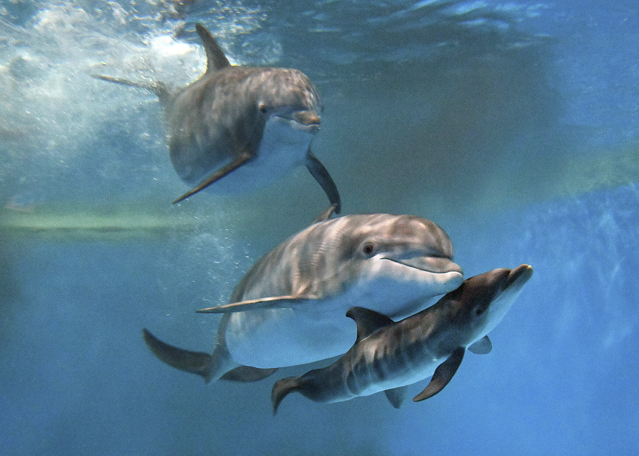 This photo provided by Brookfield Zoo Chicago, bottlenose dolphins "Allie" with "Tapeko" are joined by the newly born calf at the Brookfield Zoo Chicago on Saturday, June 7, 2025. (Brookfield Zoo Chicago via AP)