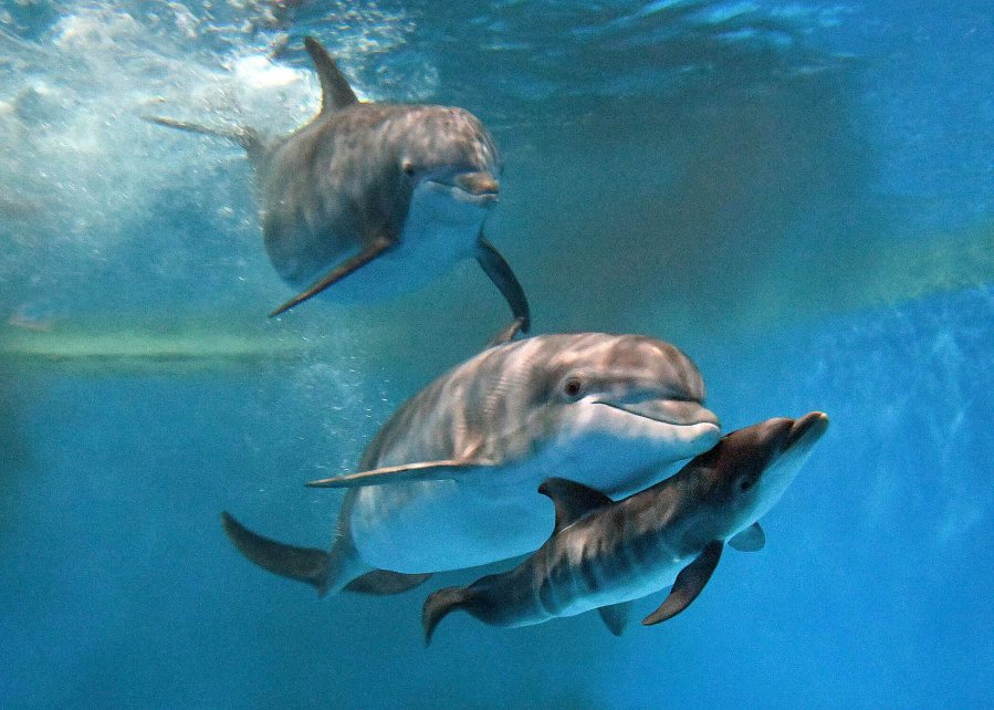 This photo provided by Brookfield Zoo Chicago, bottlenose dolphins "Allie" with "Tapeko" are joined by the newly born calf at the Brookfield Zoo Chicago on Saturday, June 7, 2025. (Brookfield Zoo Chicago via AP)