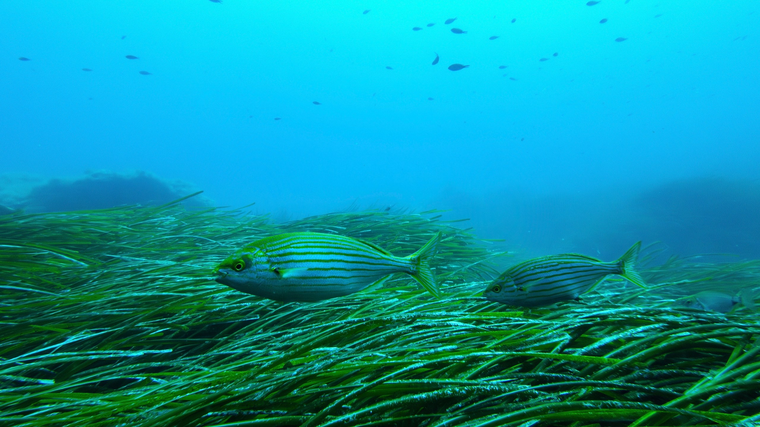 Salema porgy swim near seagrass in the protected area of France's Porquerolles National Park ahead of the U.N. Ocean Conference on Friday, June 6, 2025. (AP Photo/Annika Hammerschlag)