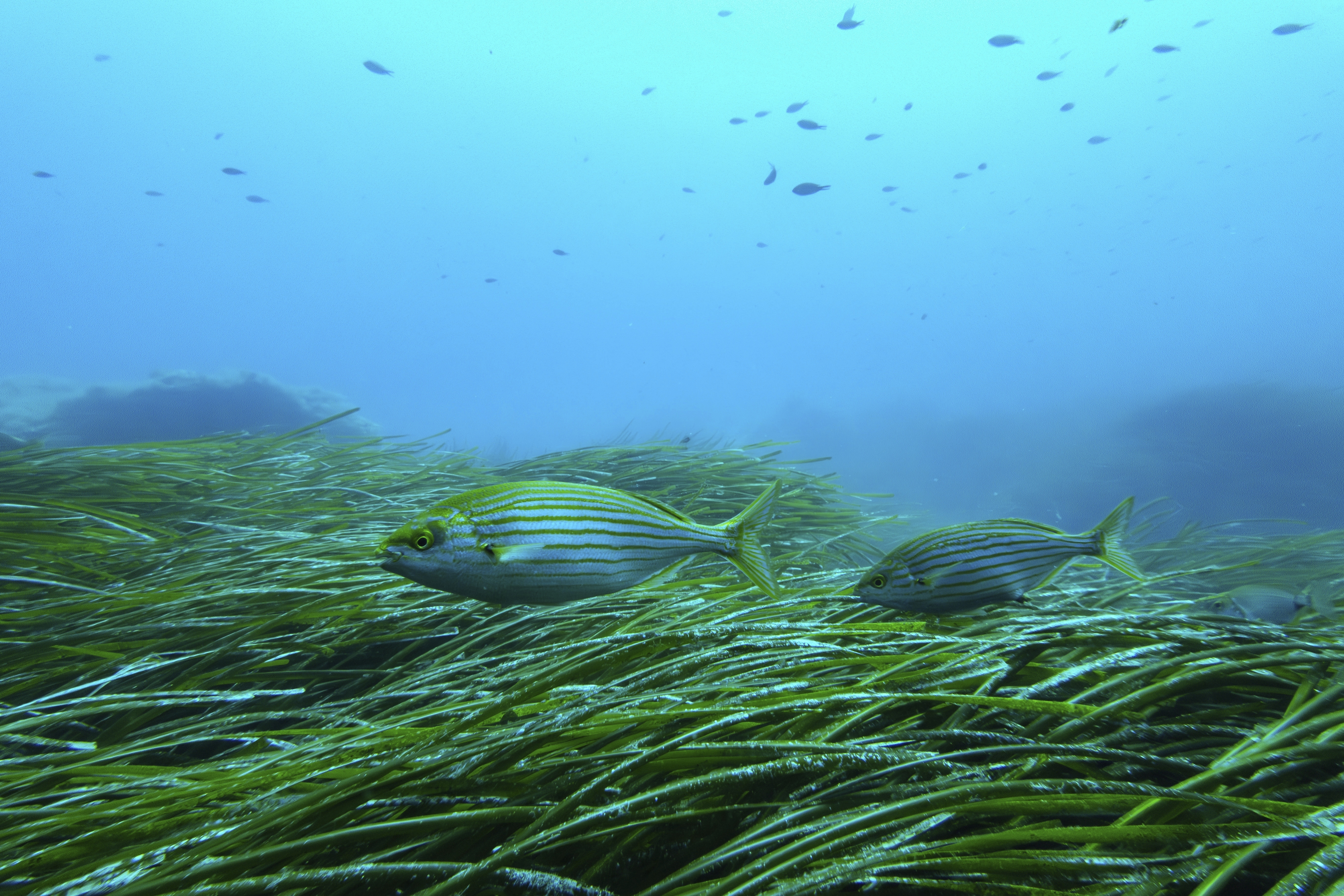 Salema porgy swim near seagrass in the protected area of France's Porquerolles National Park ahead of the U.N. Ocean Conference on Friday, June 6, 2025. (AP Photo/Annika Hammerschlag)