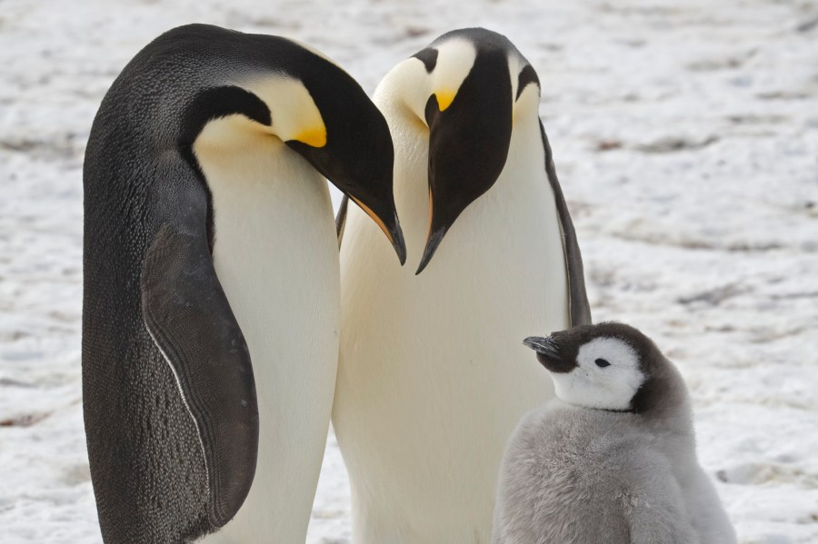 FILE - This undated photo provided by the British Antarctic Survey in January 2024 shows adult emperor penguins with a chick near Halley Research Station in Antarctica. (British Antarctic Survey via AP)