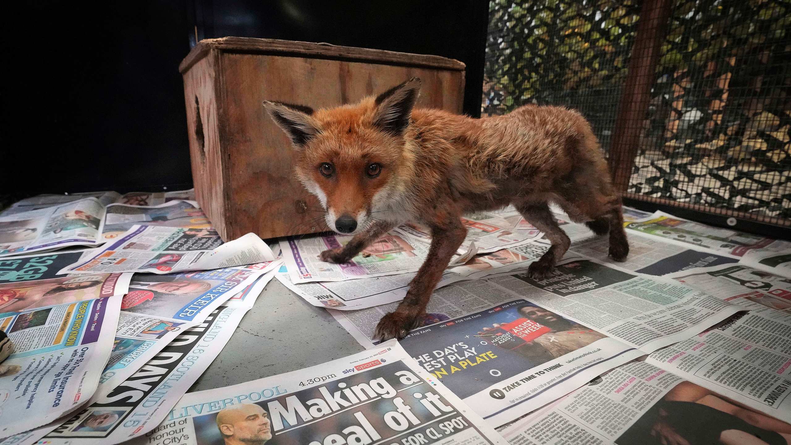 A fox has a first look around in it's enclosure after being treated at the rescue hospital of The Fox Project near Tonbridge, England, Thursday, May 22, 2025. (AP Photo/Frank Augstein)
