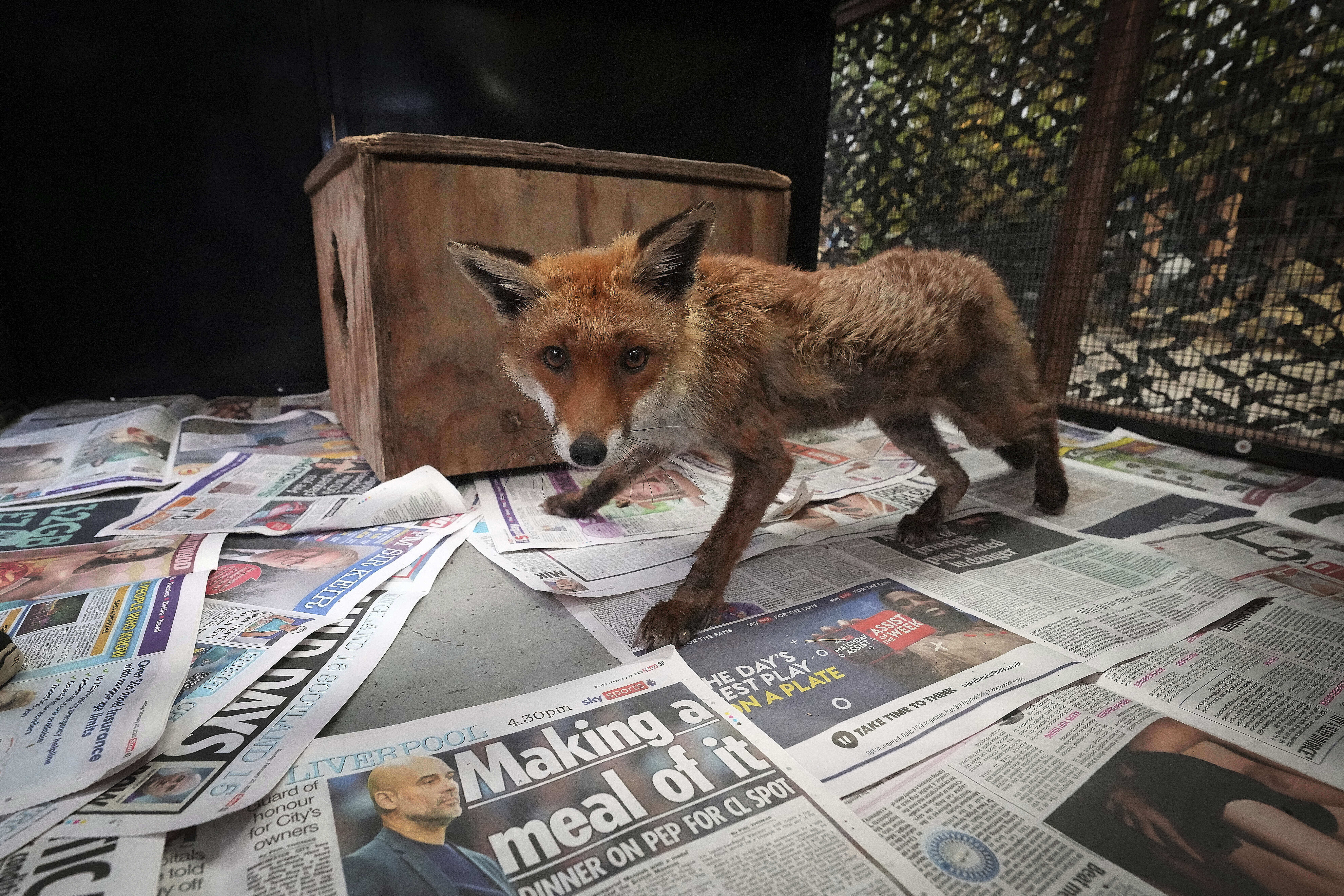 A fox has a first look around in it's enclosure after being treated at the rescue hospital of The Fox Project near Tonbridge, England, Thursday, May 22, 2025. (AP Photo/Frank Augstein)