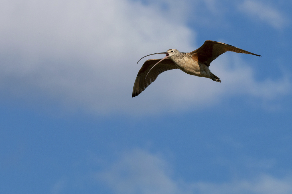 In this photo provided by the Smithsonian in June 2024, a long-billed curlew flies over the American Prairie reserve in Montana. (Andy Boyce/Smithsonian National Zoo and Conservation Biology Institute via AP)