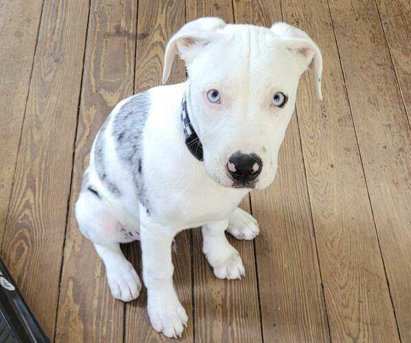 CORRECTS DOG AGE: In this photo provided by owner Derek Brown, Apollo, an 16 week old, 22 pound Catahoula Leopard dog sits on March 23, 2021, in New Orleans, in the weeks before he was shot on April 10, 2021 by New Orleans police officer Derrick Burmaster. (Derek Brown via AP)