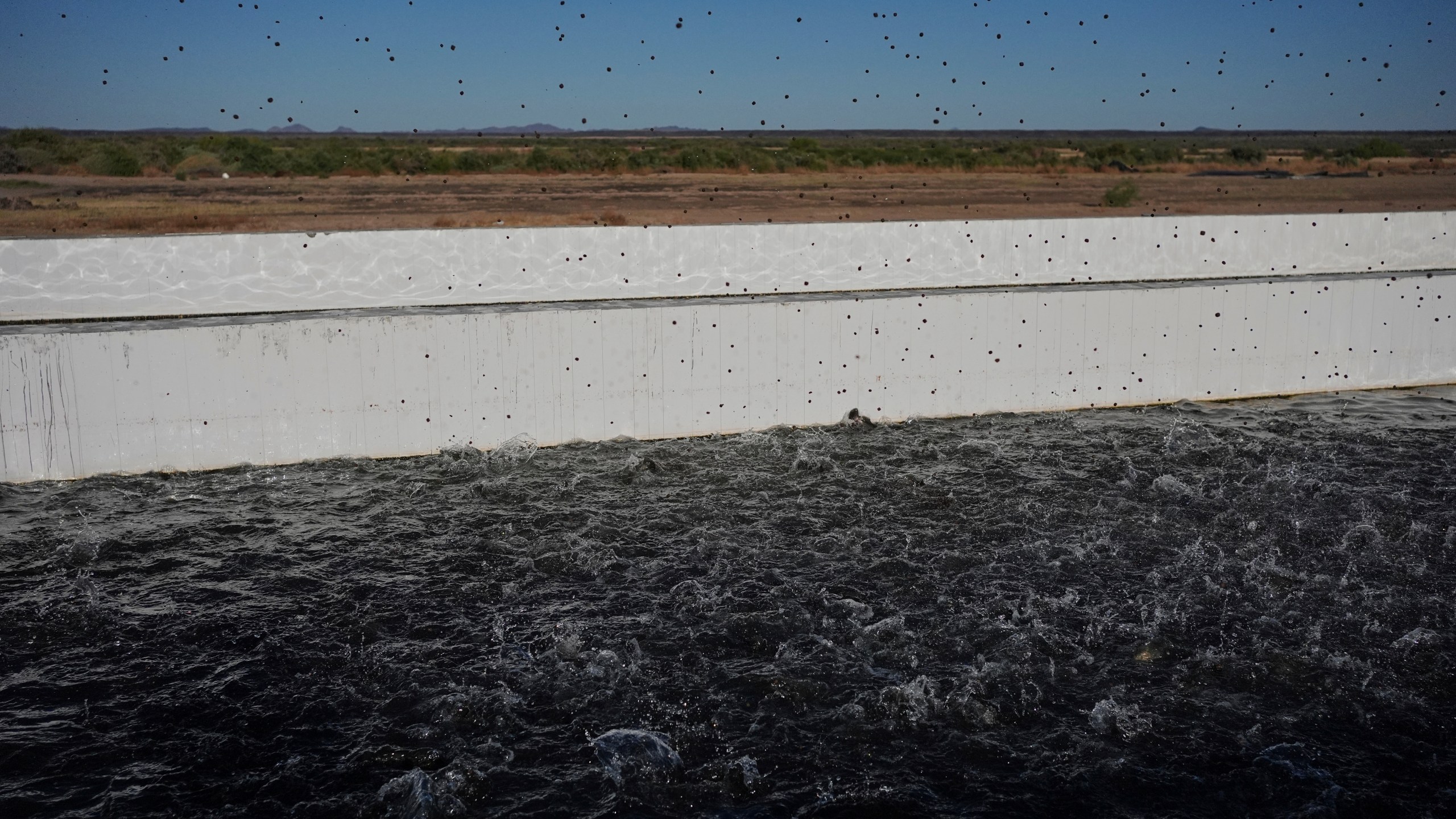 Fish food flies into a pond Saturday, April 19, 2025, at a Mainstream USA fish farm in Dateland, Ariz. (AP Photo/Joshua A. Bickel)