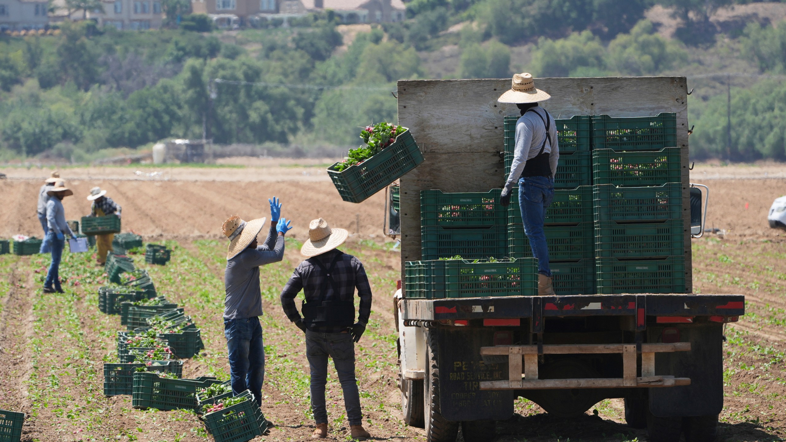 FILE - Farm workers gather produce on Thursday, June 12, 2025, in Moorpark, Calif. (AP Photo/Damian Dovarganes)