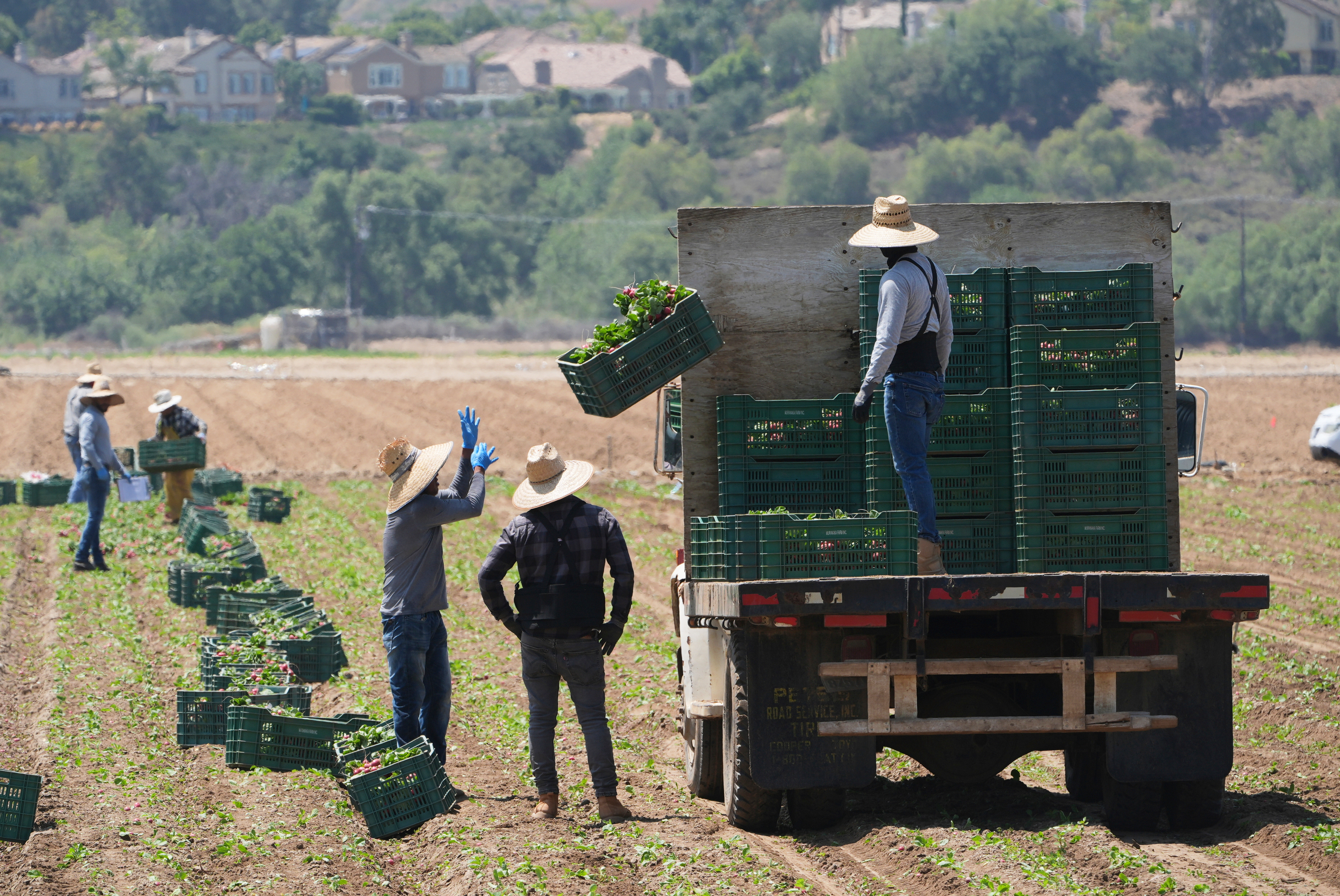 FILE - Farm workers gather produce on Thursday, June 12, 2025, in Moorpark, Calif. (AP Photo/Damian Dovarganes)