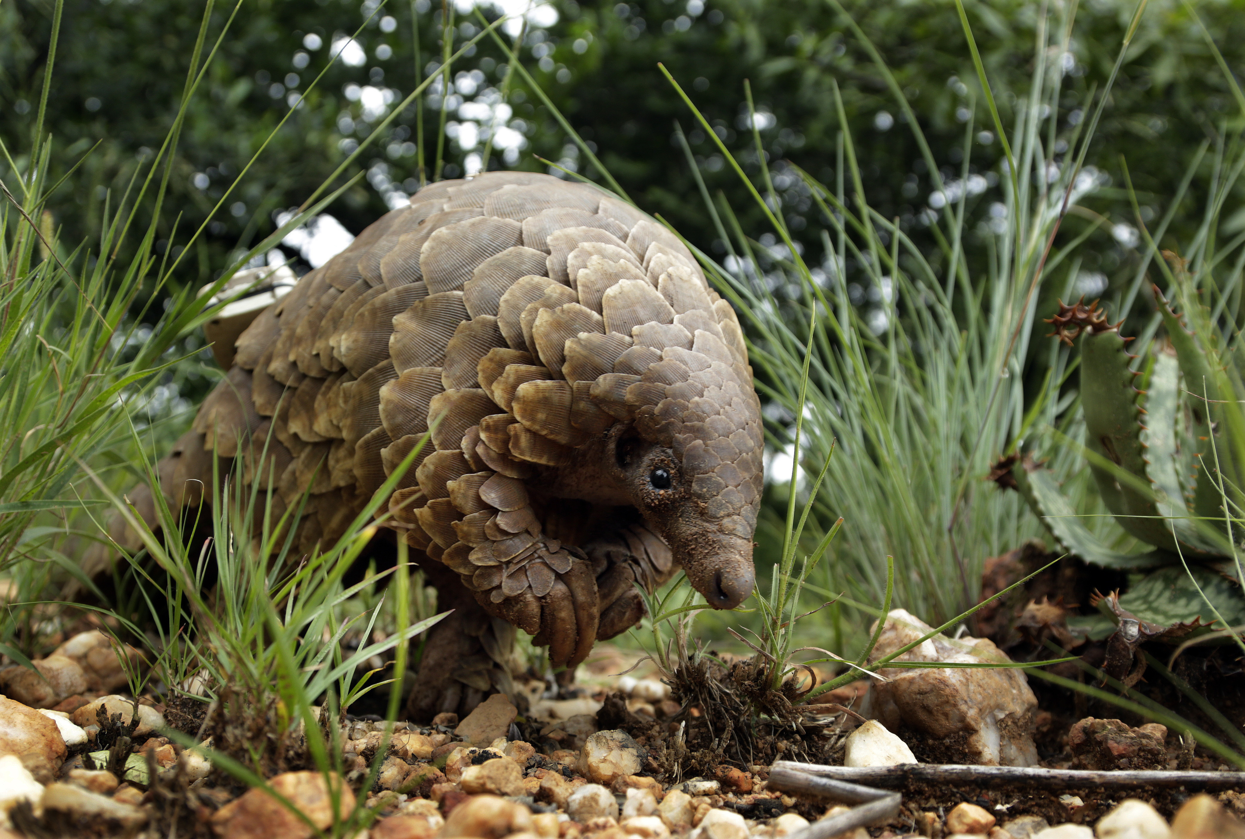 FILE - A pangolin looks for food on private property Feb. 15, 2019, in Johannesburg, South Africa. (AP Photo/Themba Hadebe, File)