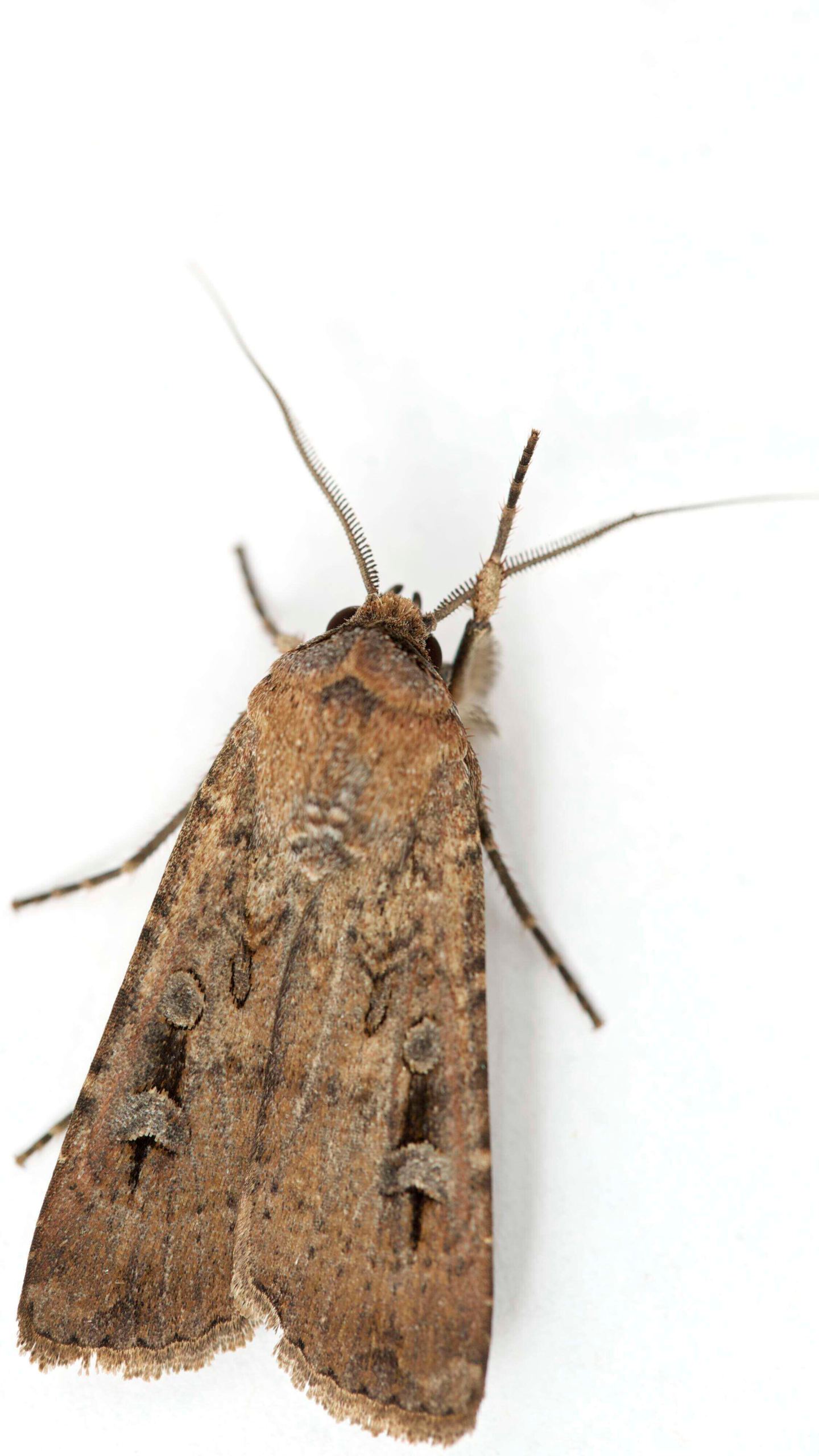 This image provided by Ajay Narendra shows an Australian Bogong moth at the Ramshead Range of the Snowy Mountains in New South Wales, Australia. (Ajay Narendra via AP)