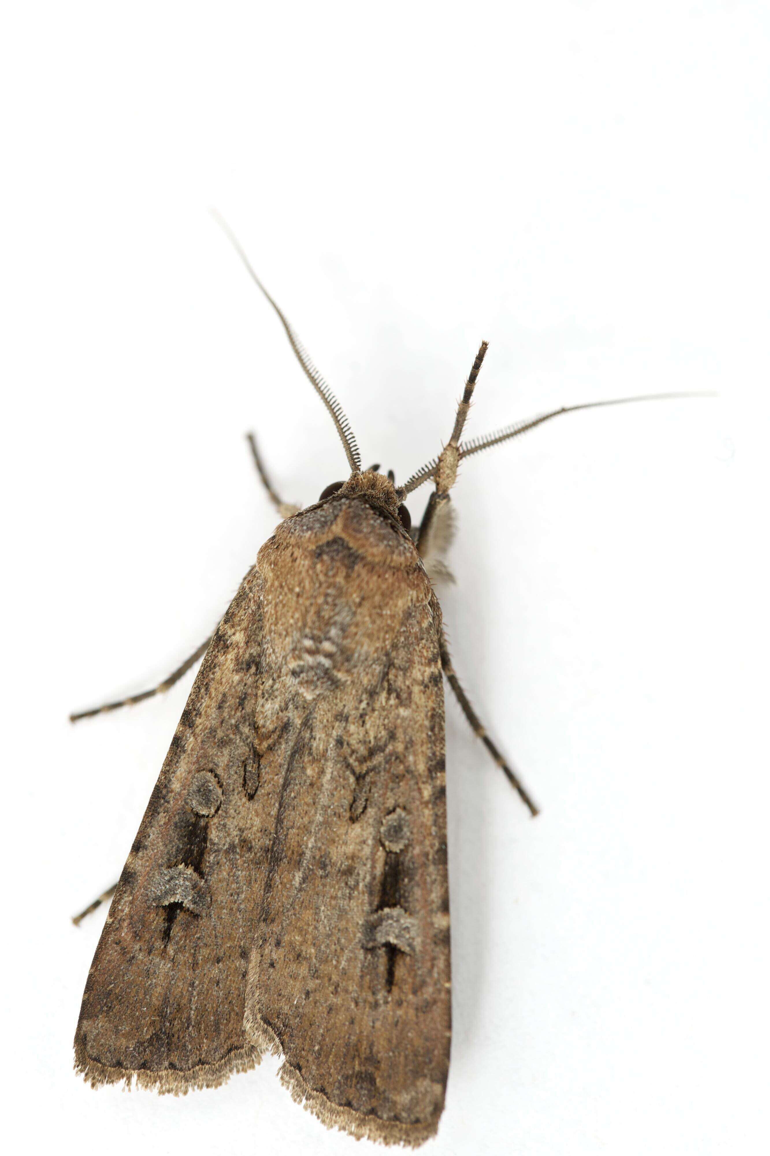 This image provided by Ajay Narendra shows an Australian Bogong moth at the Ramshead Range of the Snowy Mountains in New South Wales, Australia. (Ajay Narendra via AP)