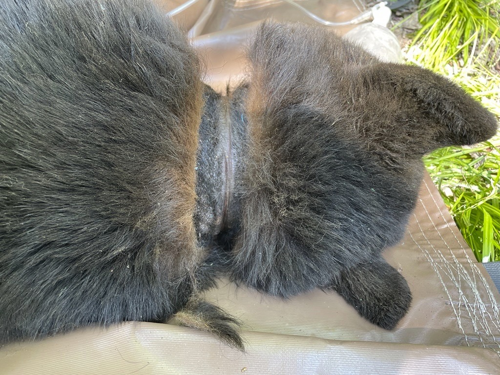 In this image provided by the Michigan Department of Natural Resources, the neck of a black bear is shown after a lid was removed after two years on June 3, 2025, near Hillman, Mich. ( Michigan Department of Natural Resources via AP)