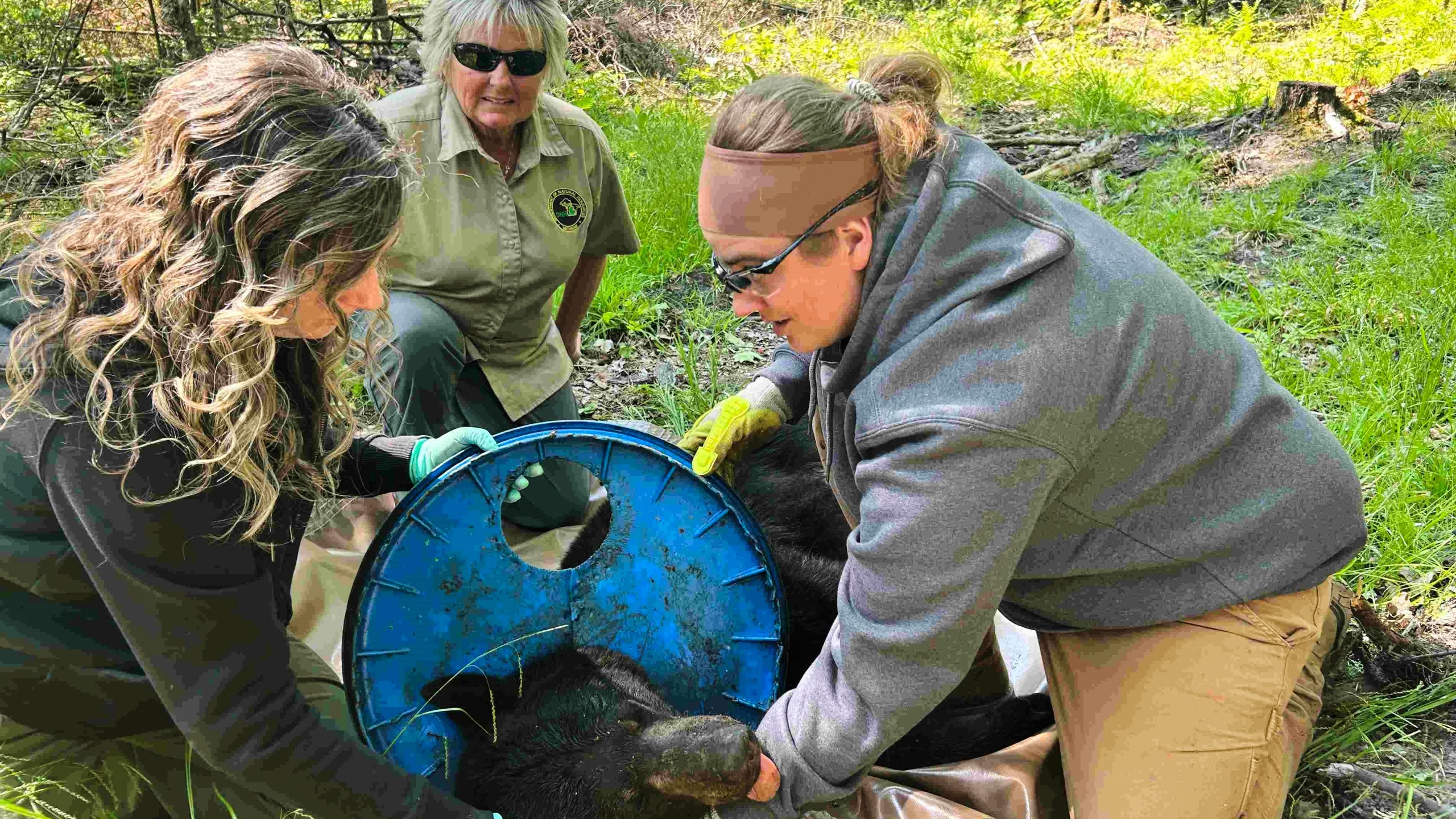In this image provided by the Michigan Department of Natural Resources, DNS staffers, from left, Angela Kujawa, Sherry Raifsnider and Miranda VanCleave work to remove a lid from the neck of an immobilized black bear near Hillman, Michigan, on June 3, 2025. ( Michigan Department of Natural Resources via AP)