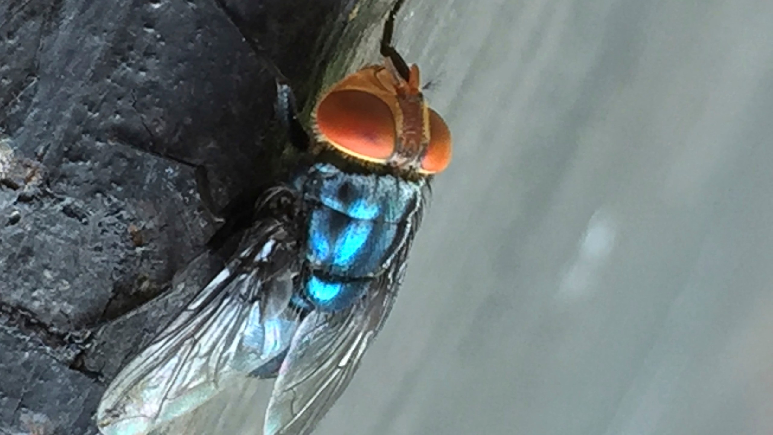 An adult New World screwworm fly sits at rest in this undated photo. (Denise Bonilla/U.S. Department of Agriculture via AP)